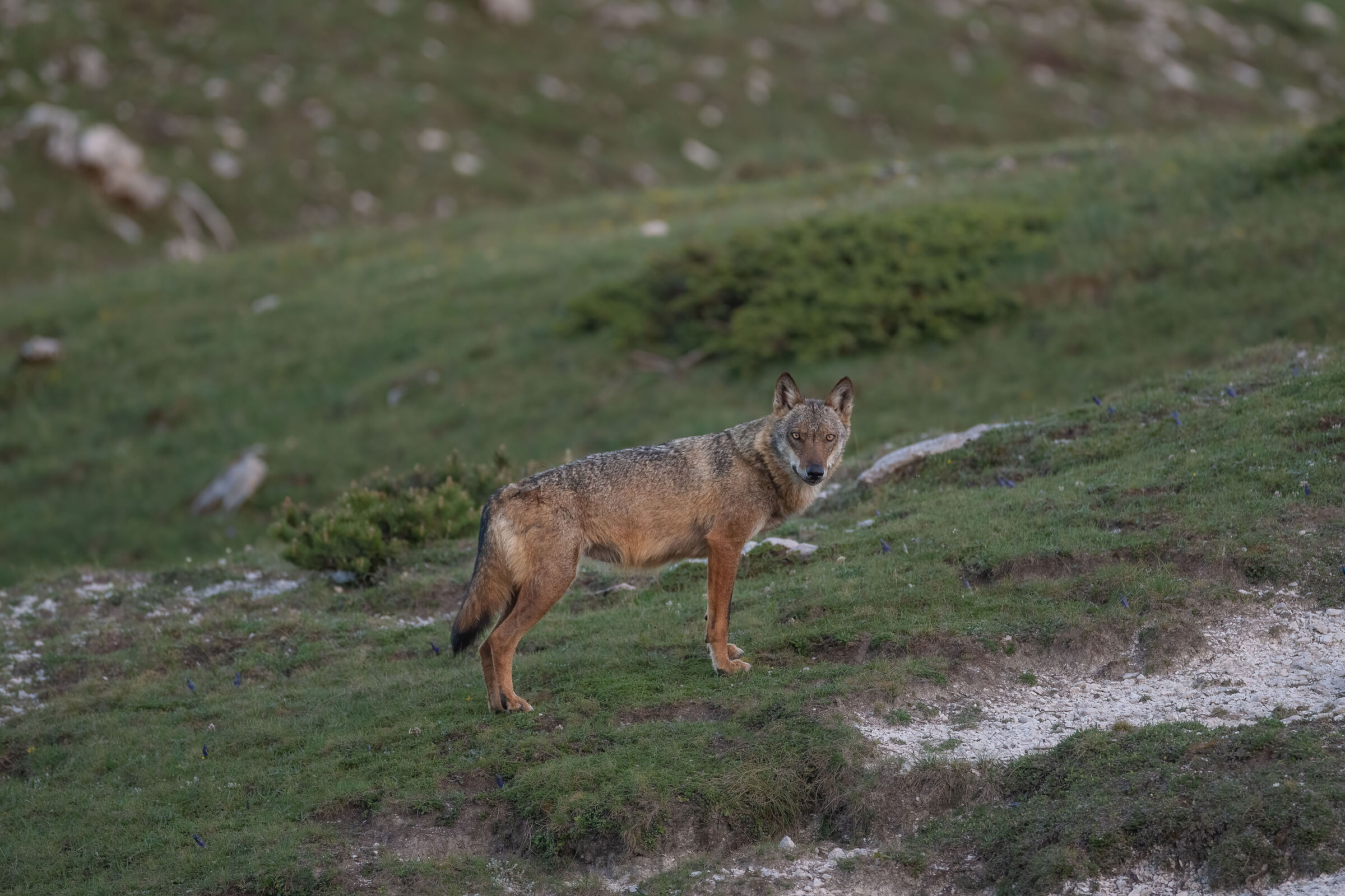 Apennine wolf