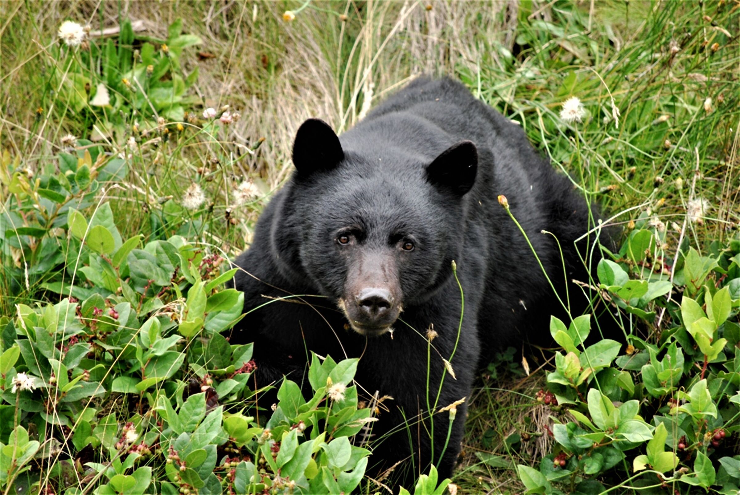 Canada wildlife