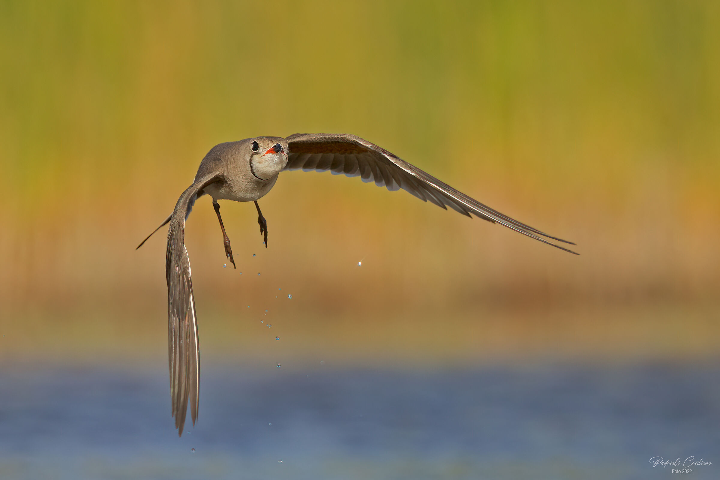 Partridge of the sea...