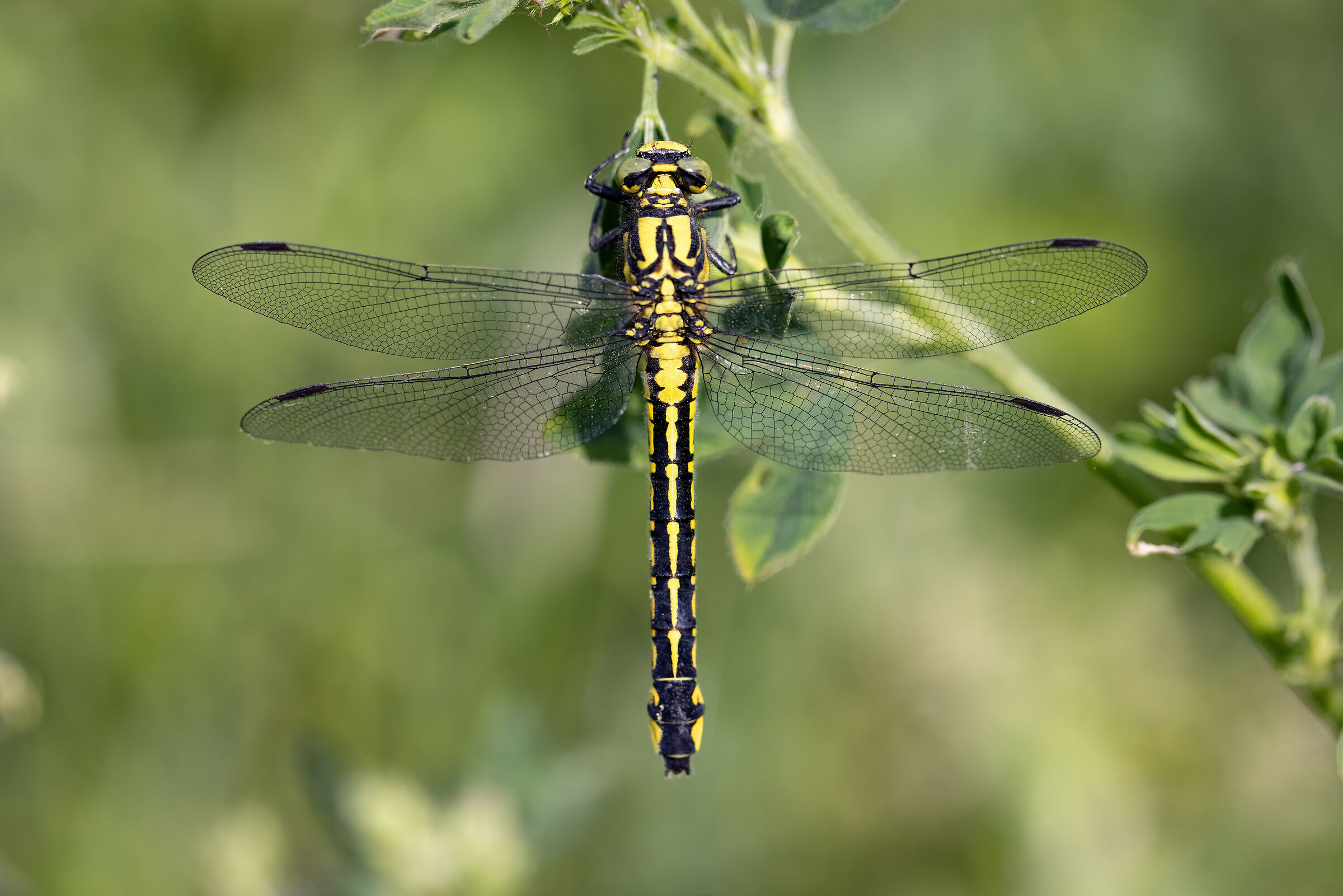Gomphus vulgatissimus