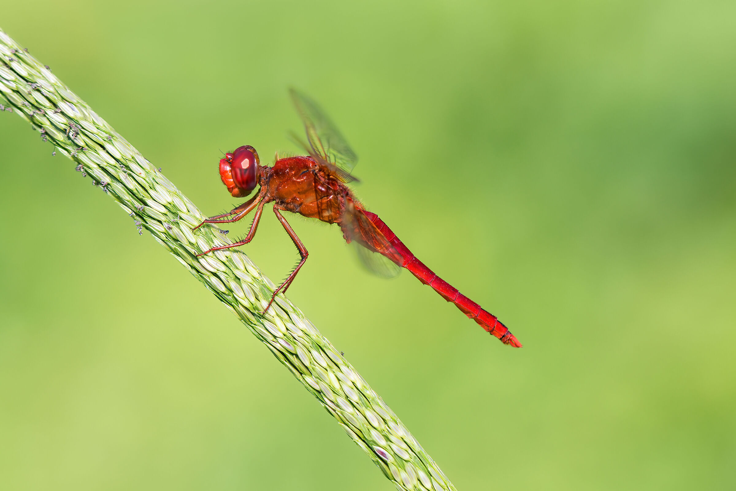 Crocothemis erythraea