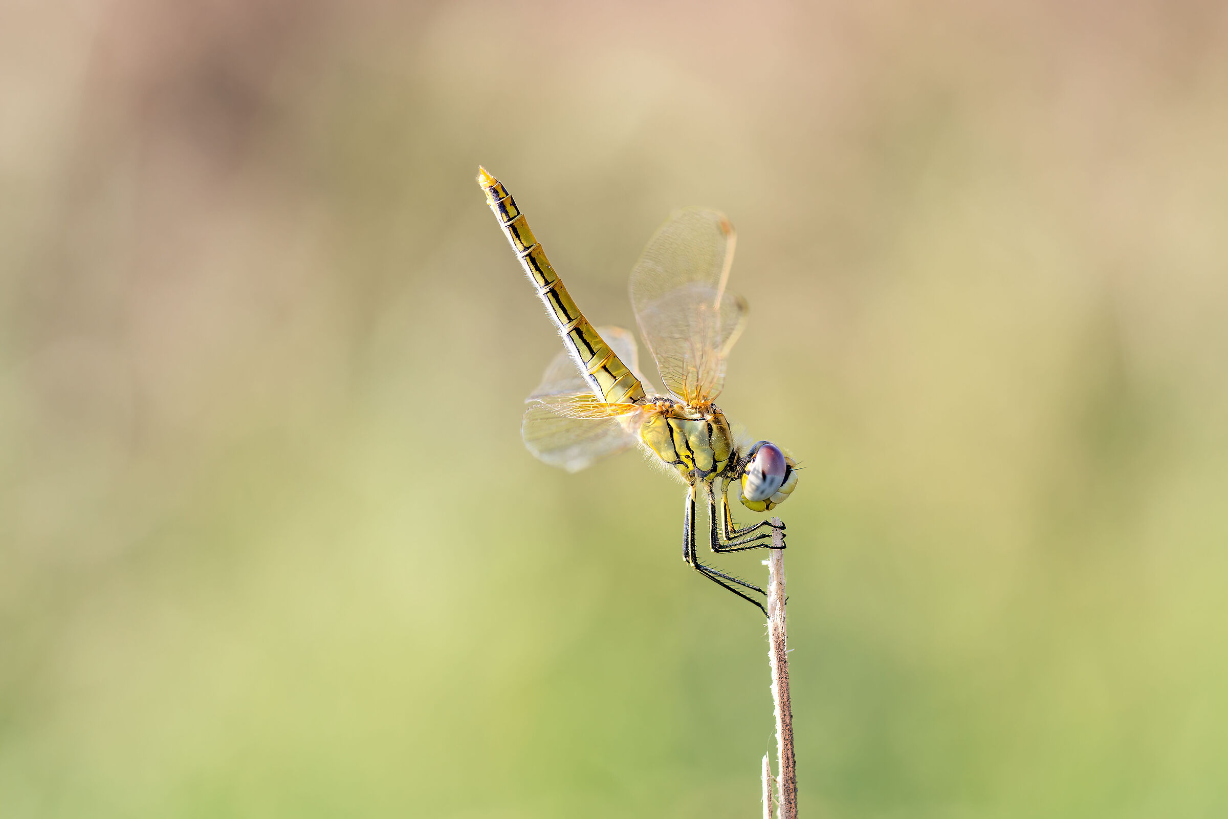 Sympetrum fonscolombii