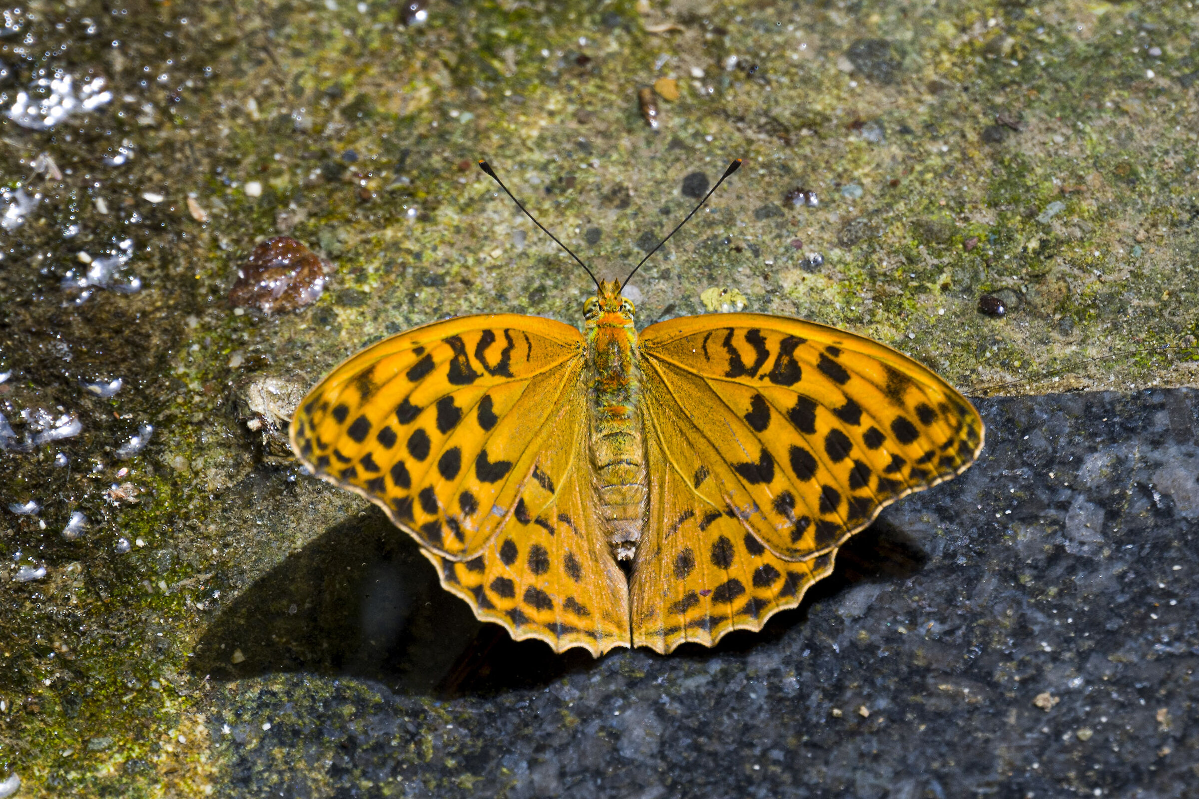 Argynnis paphia