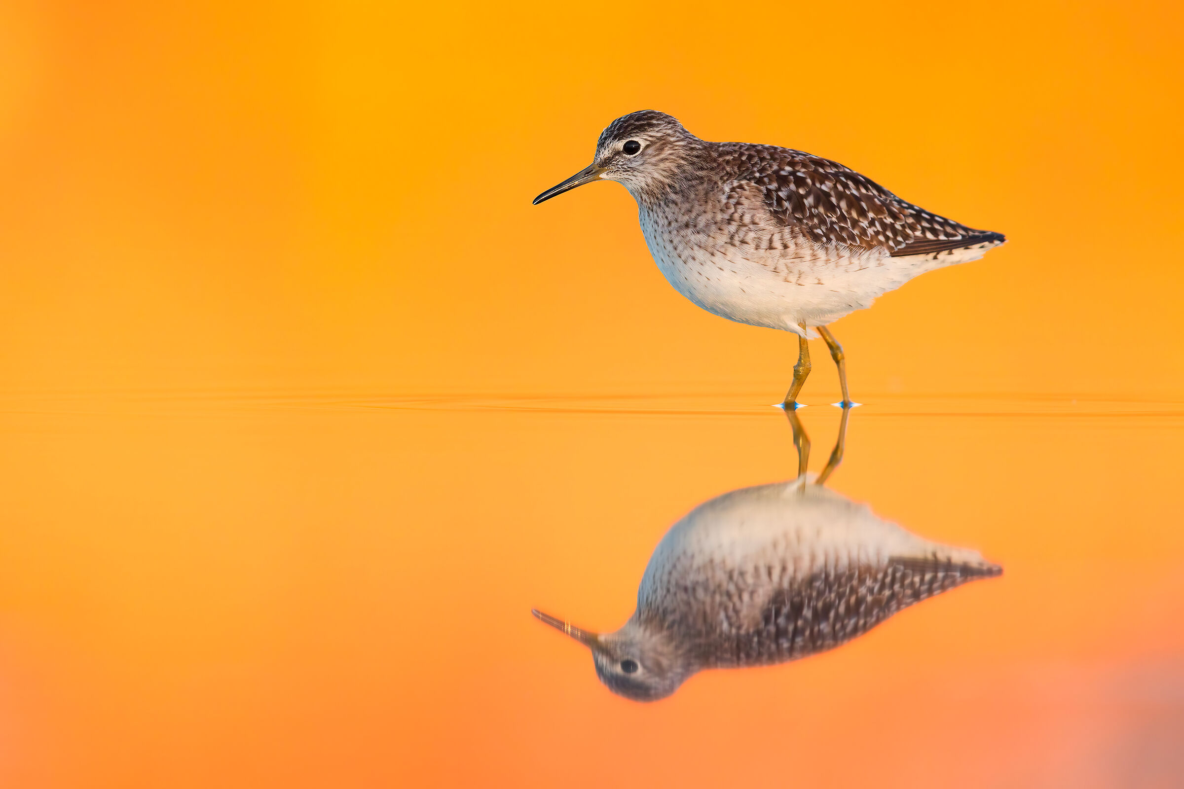 Piro Piro Boschereccio