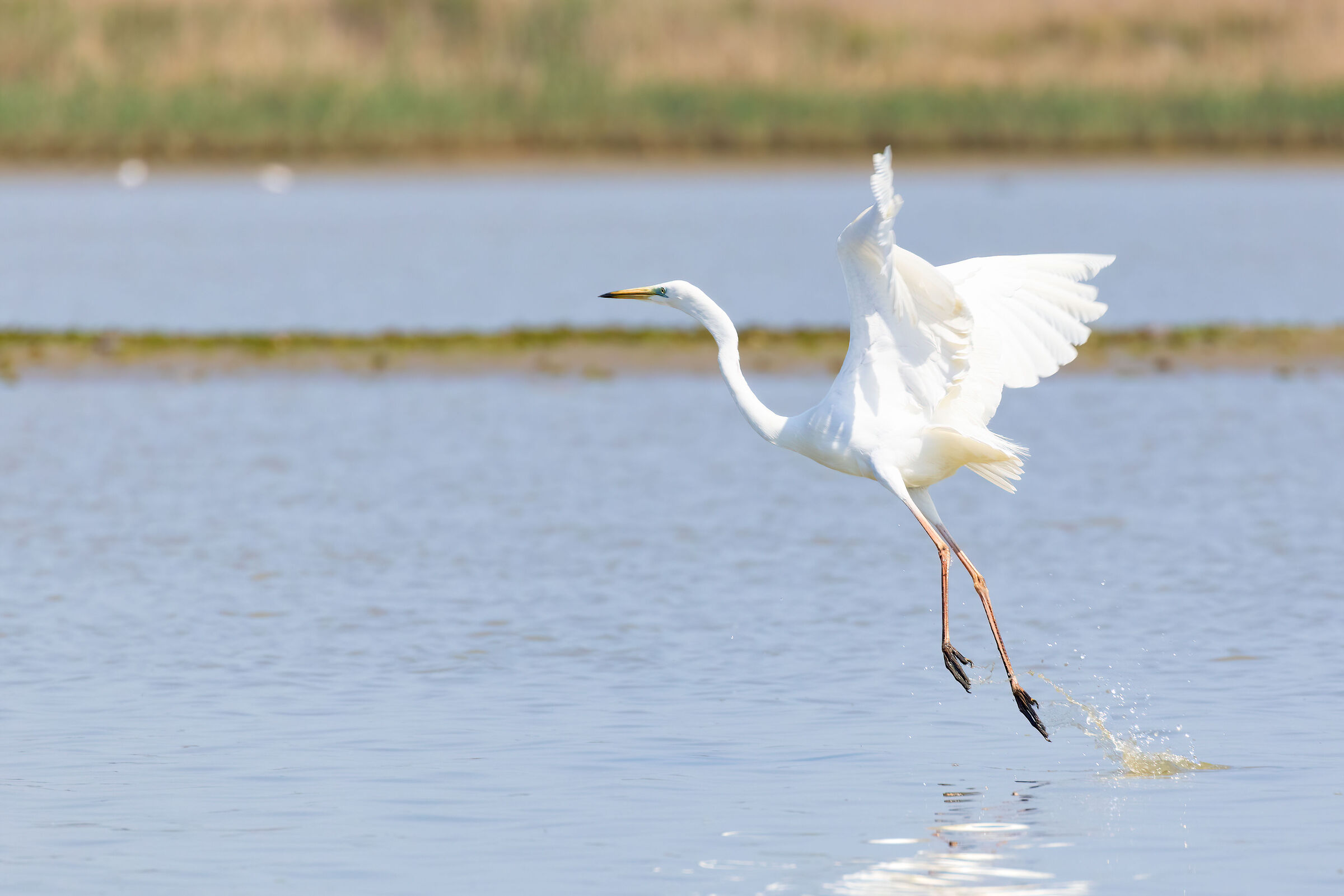 Ardea alba