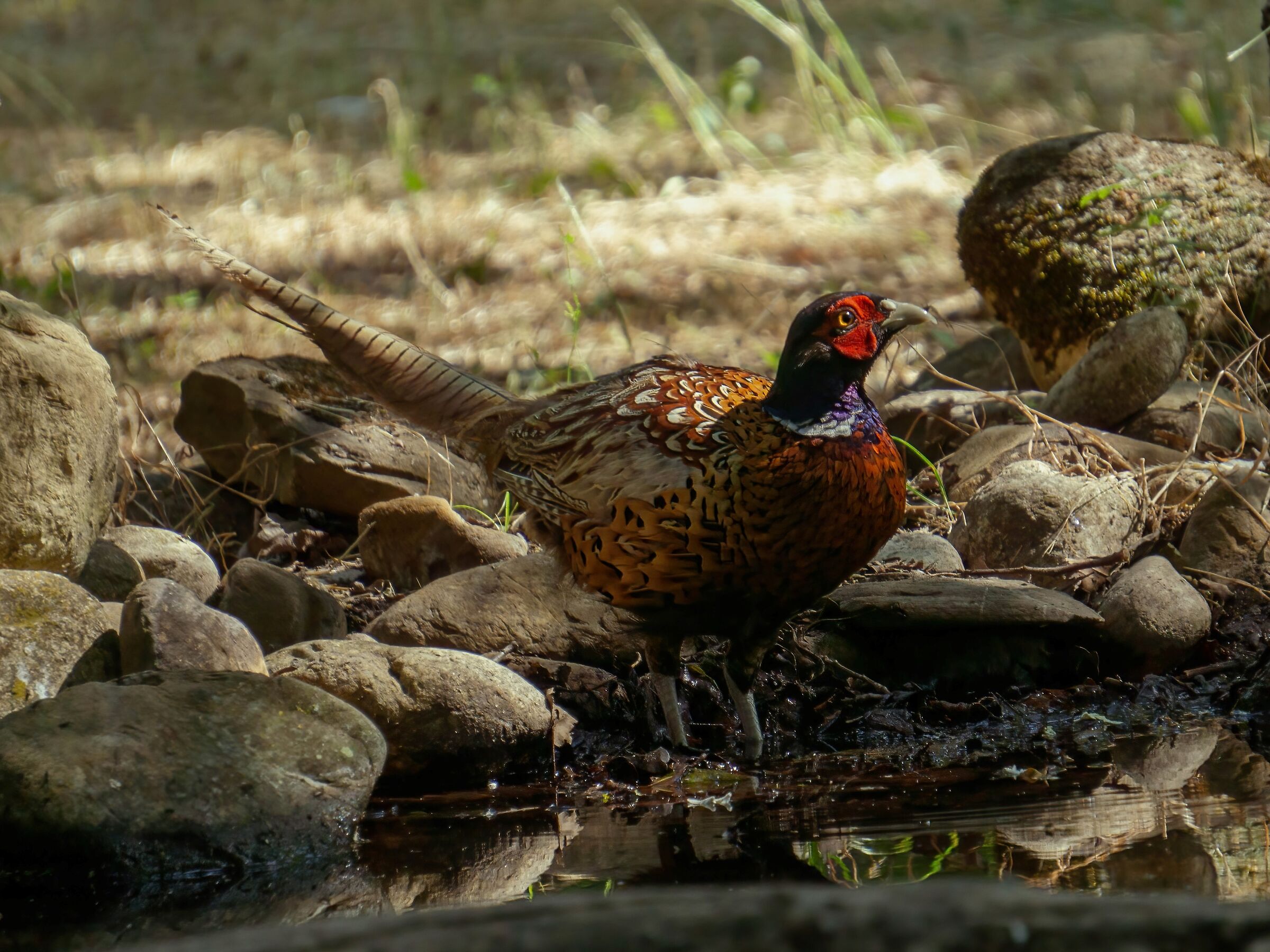 Pheasant