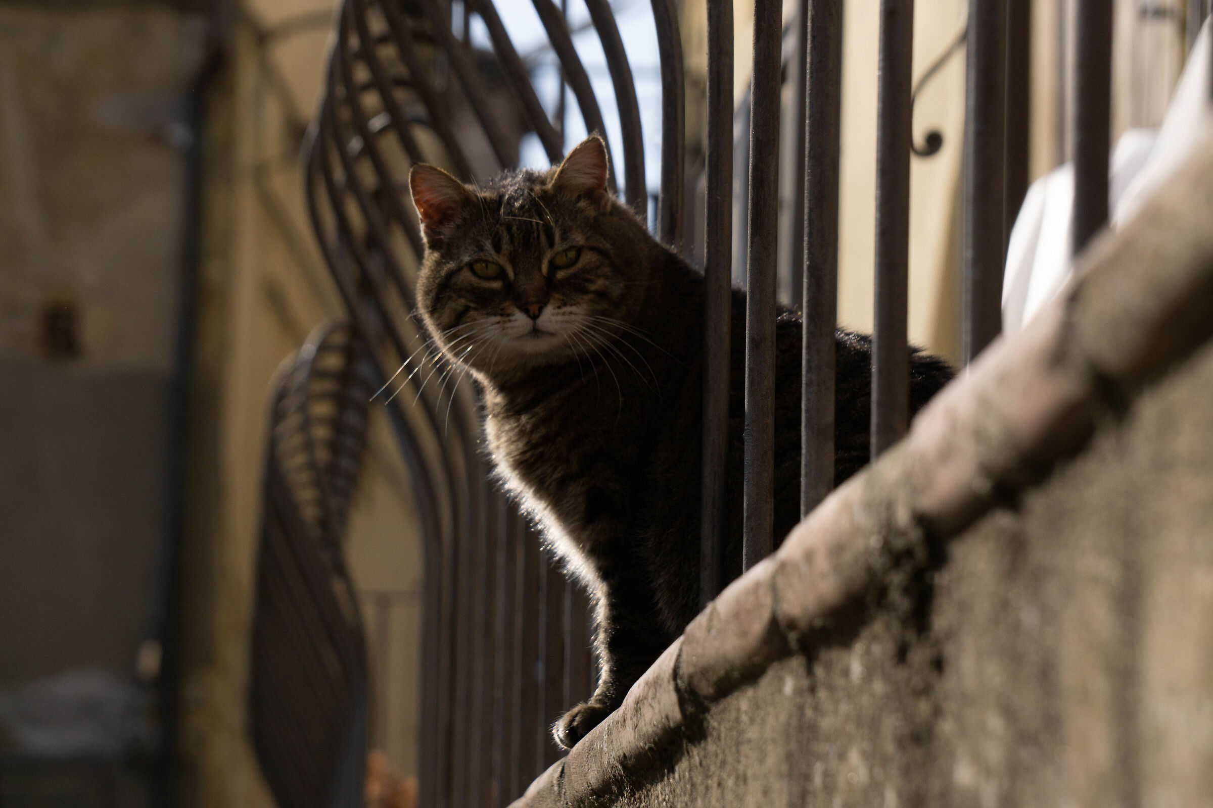 Gatto pisano