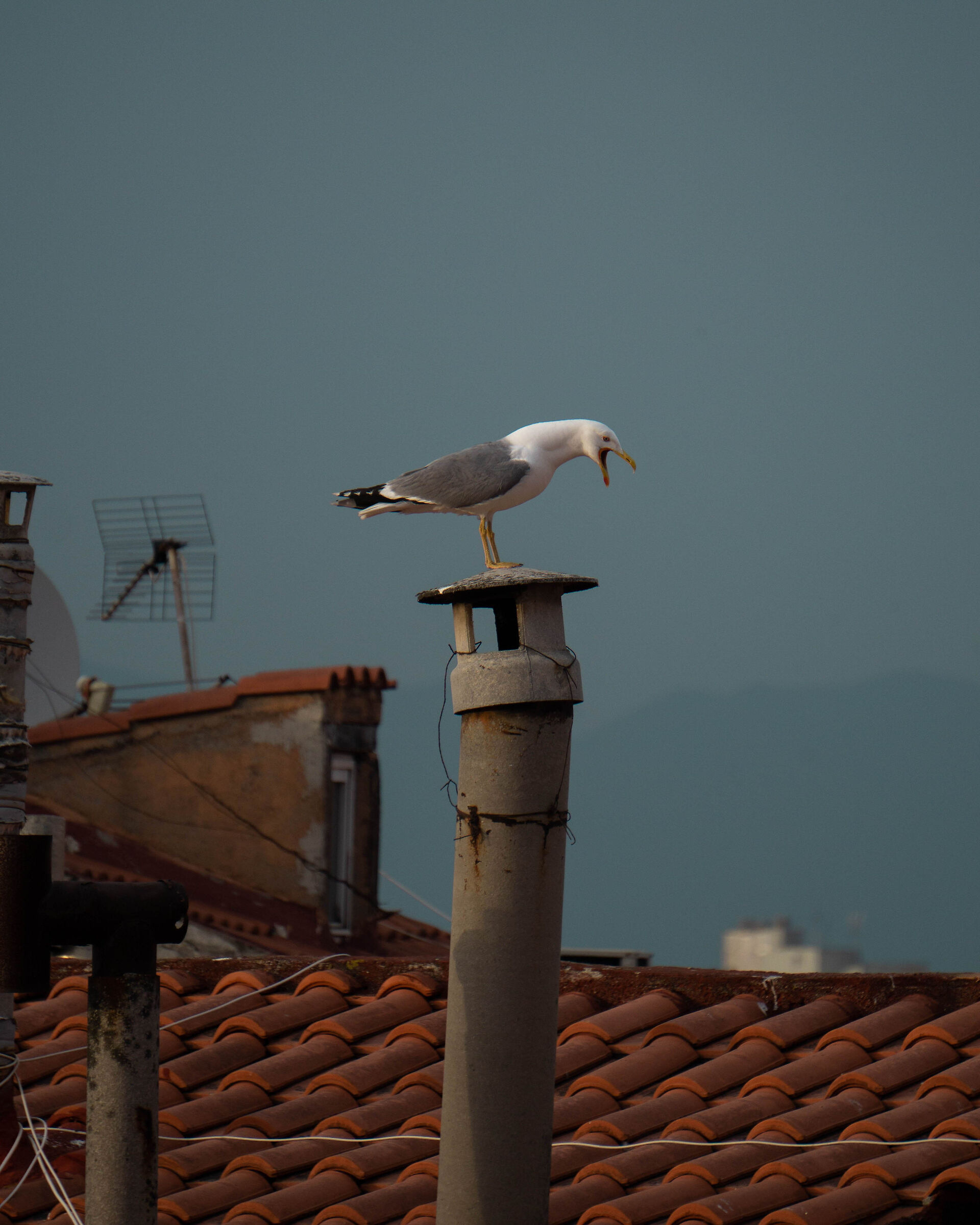Seagull in balance