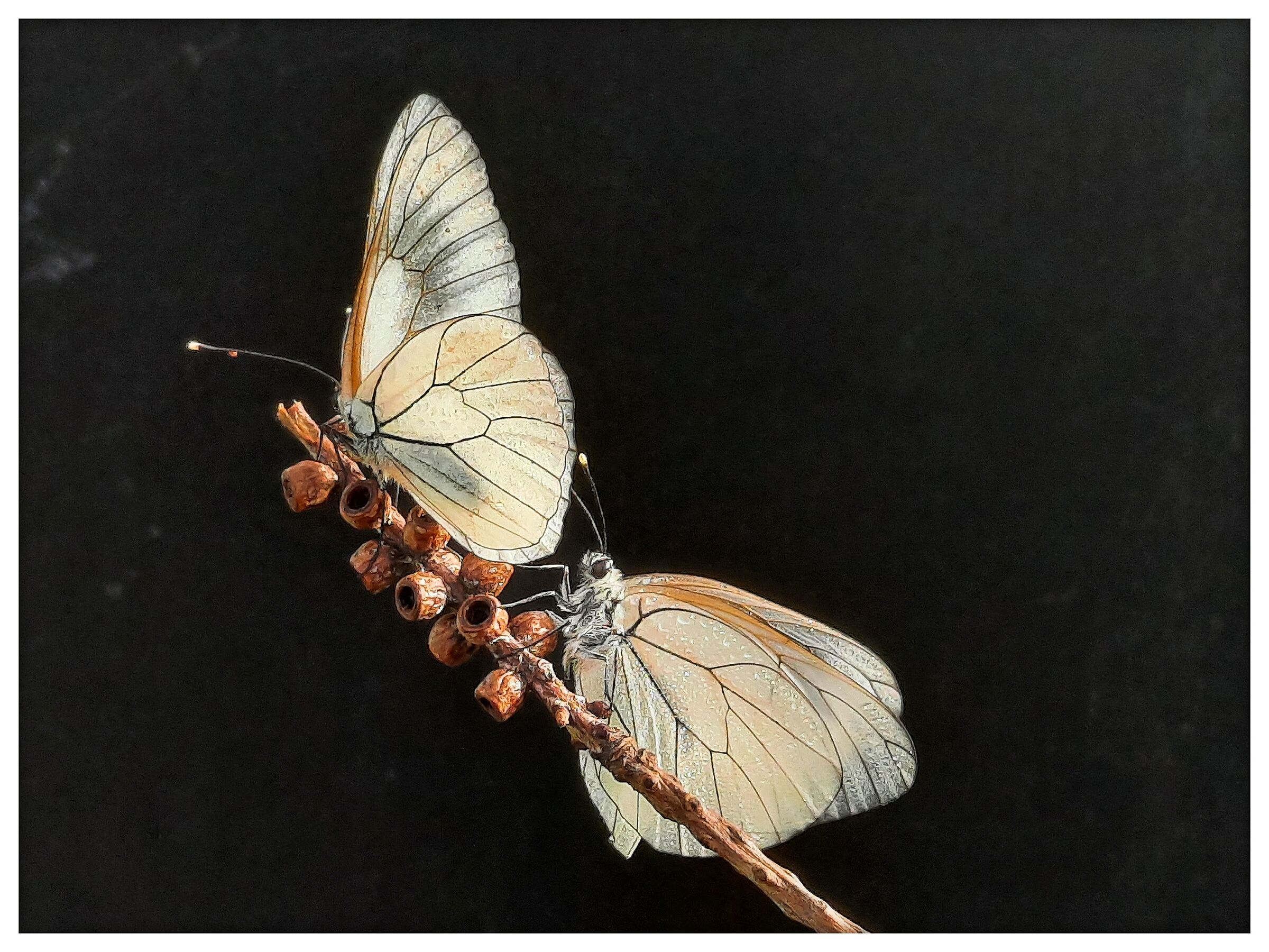 Aporia #2