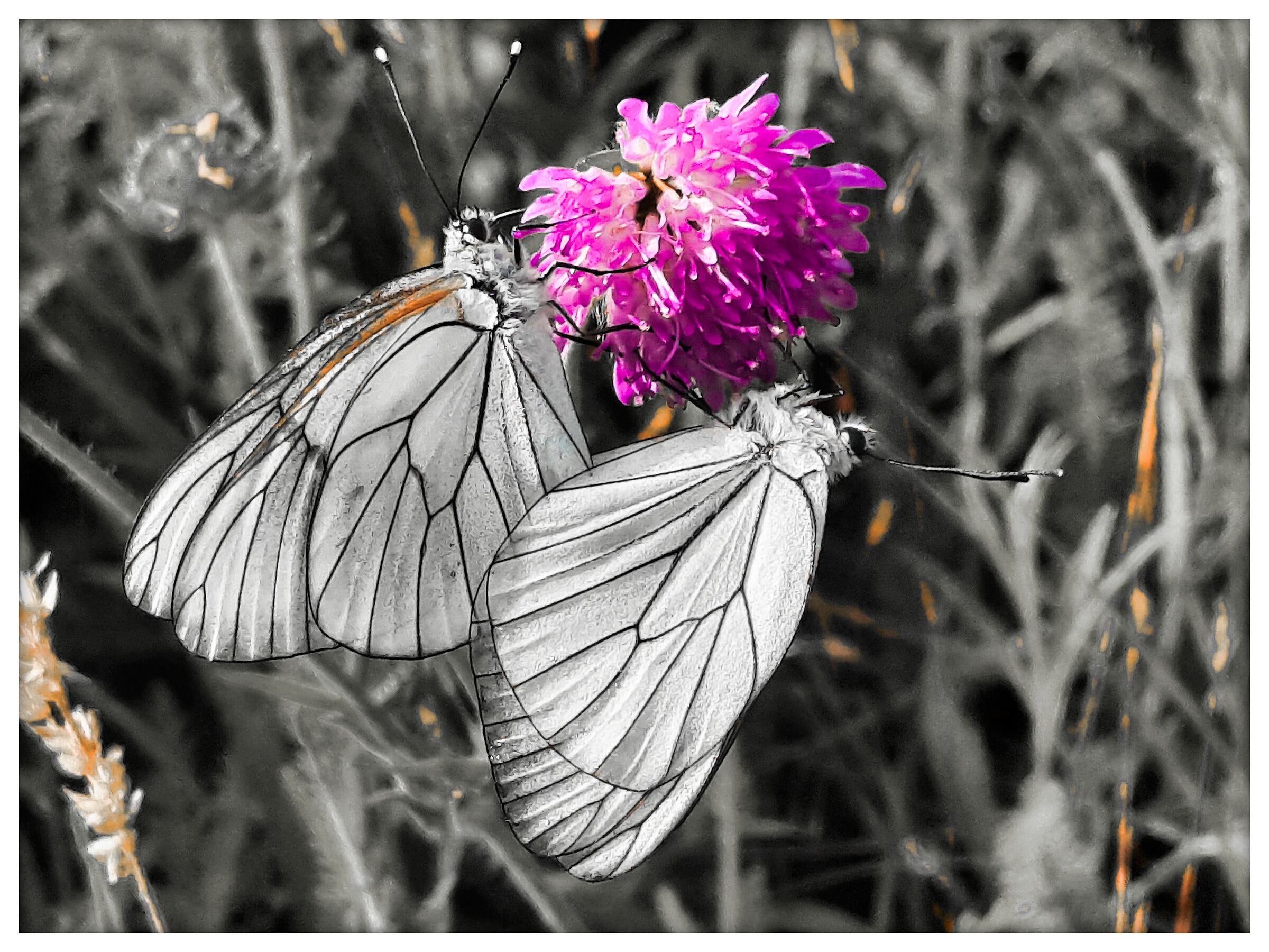 Aporia #4
