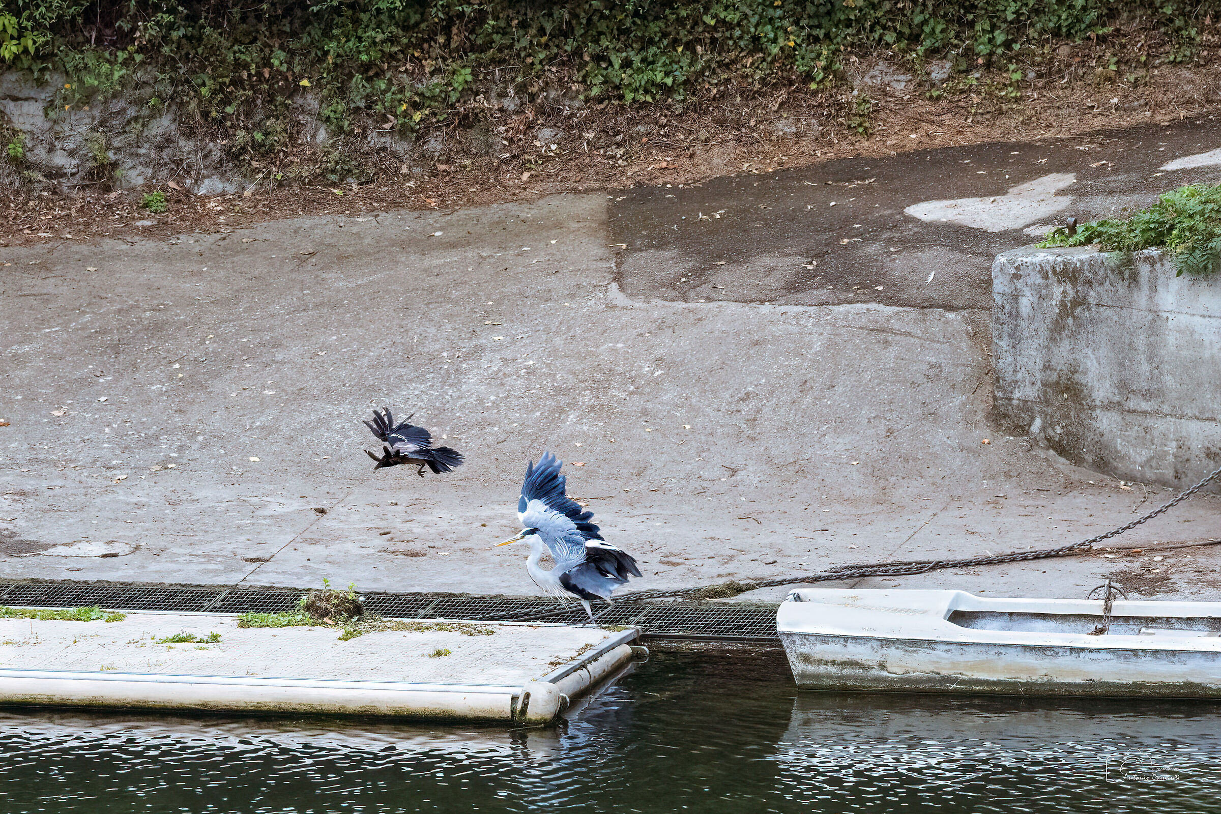 The Crow and the Heron in Battle (1)