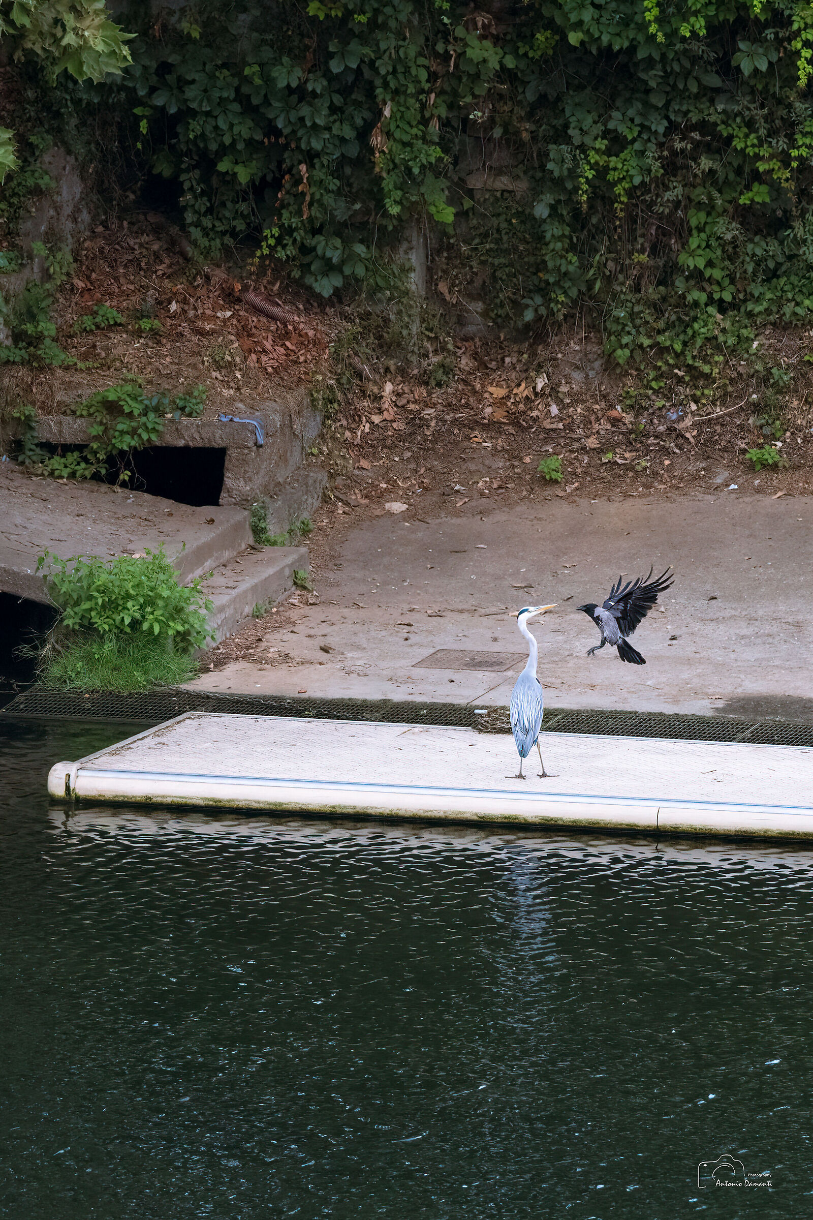 The Crow and the Heron in Battle (2)