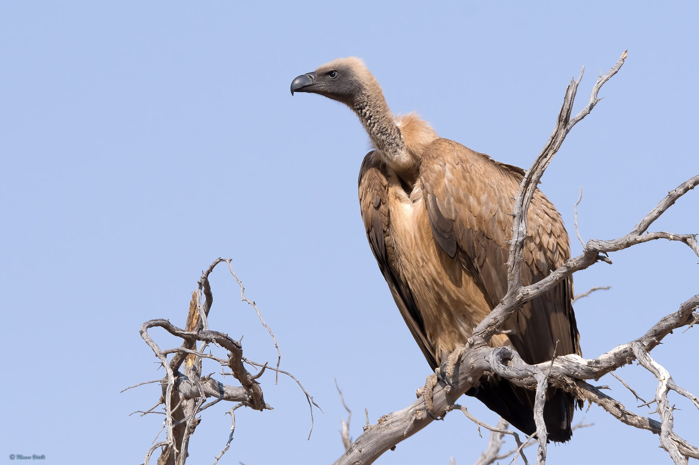 Vulture (Gyps africanus) Kalahari desert