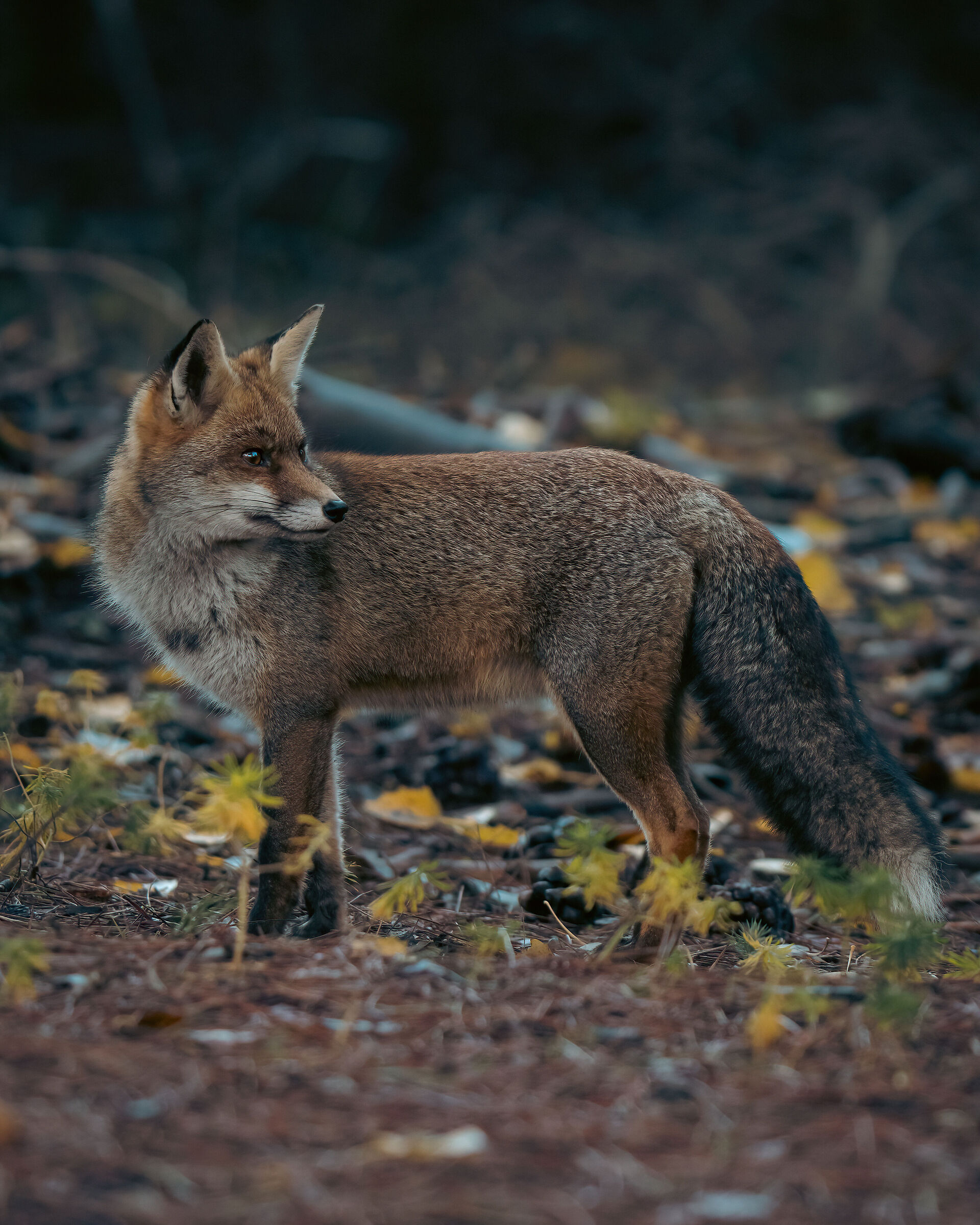 Female posing among flowers