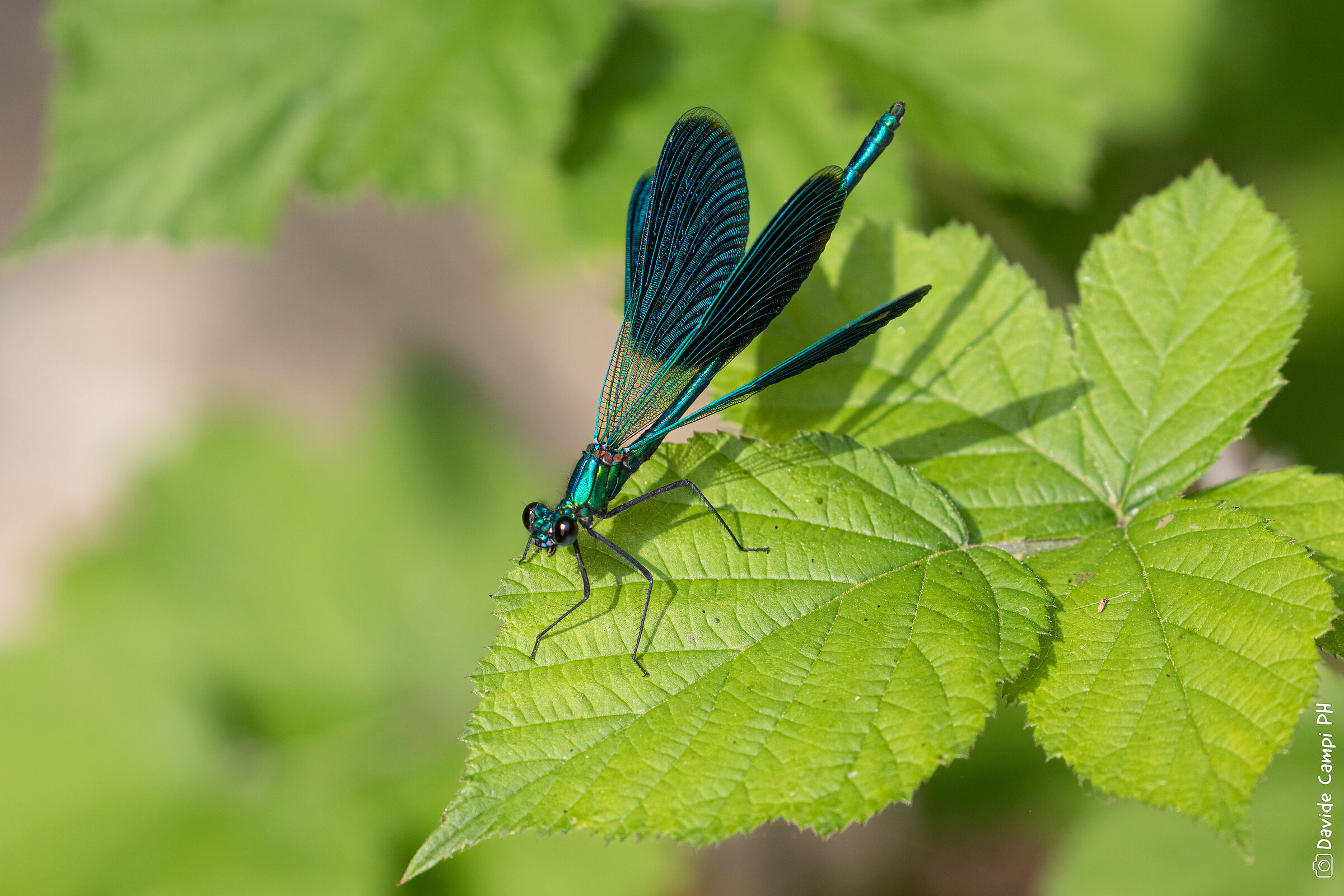 La libellula blu