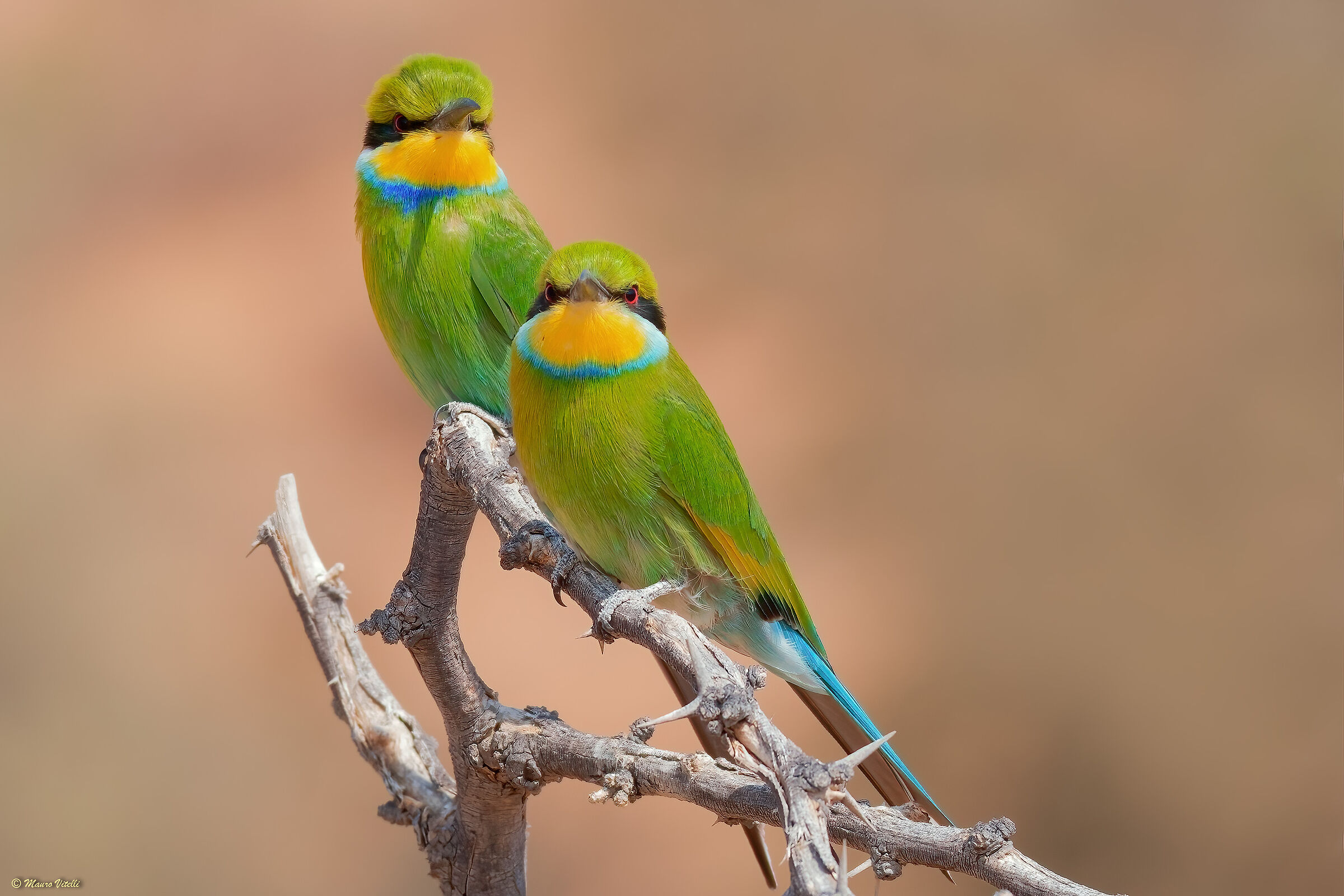 Swallowtail bee-eater (Merops hirundineus) Kalahari