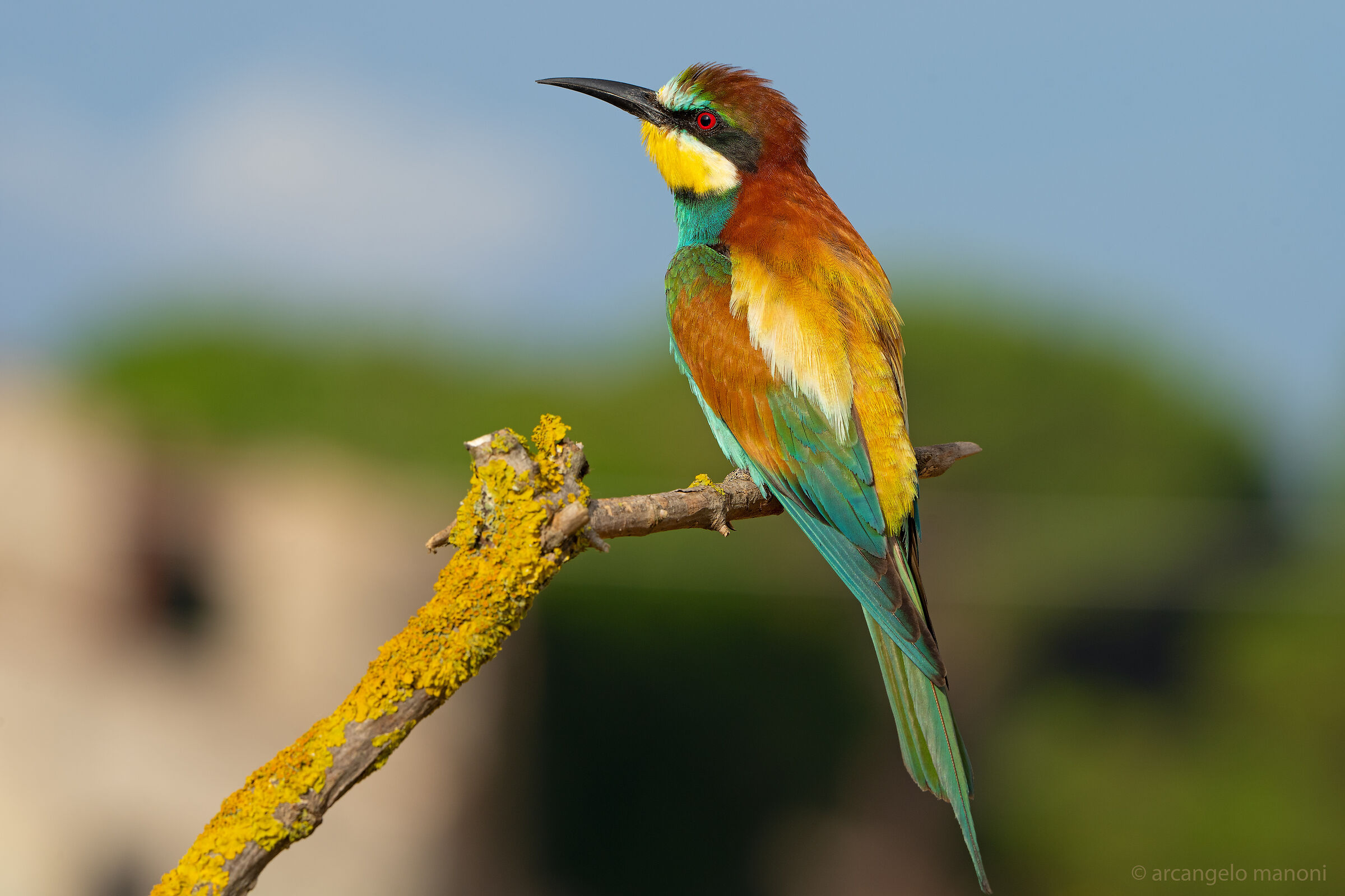 Merops apiaster