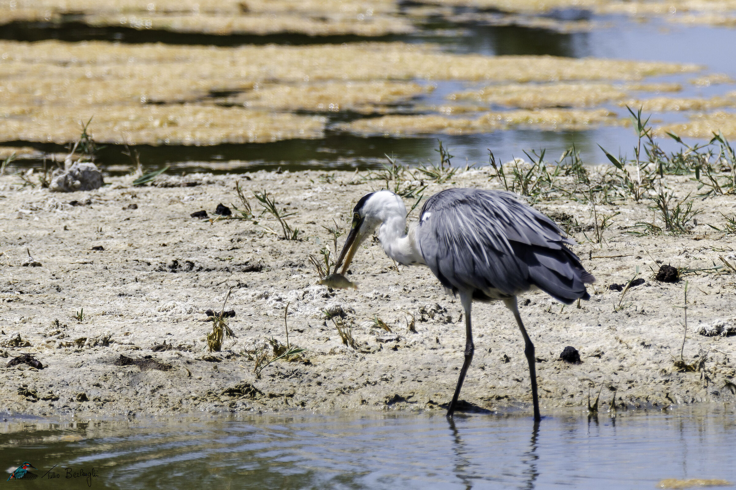 Grey heron
