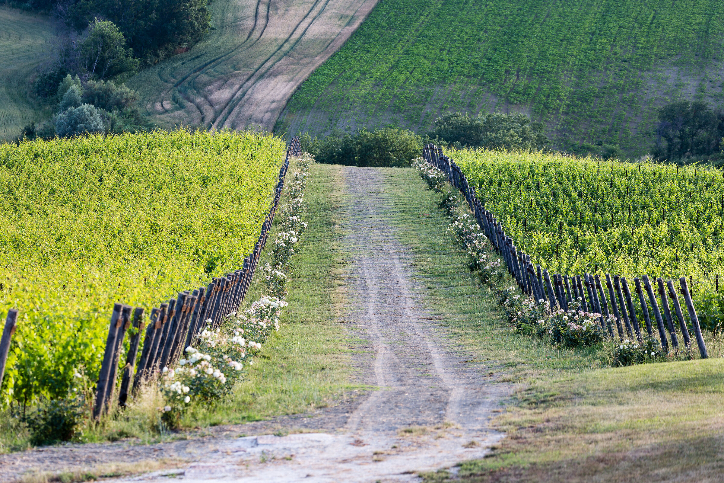 Dove nasce il nettare degli dei