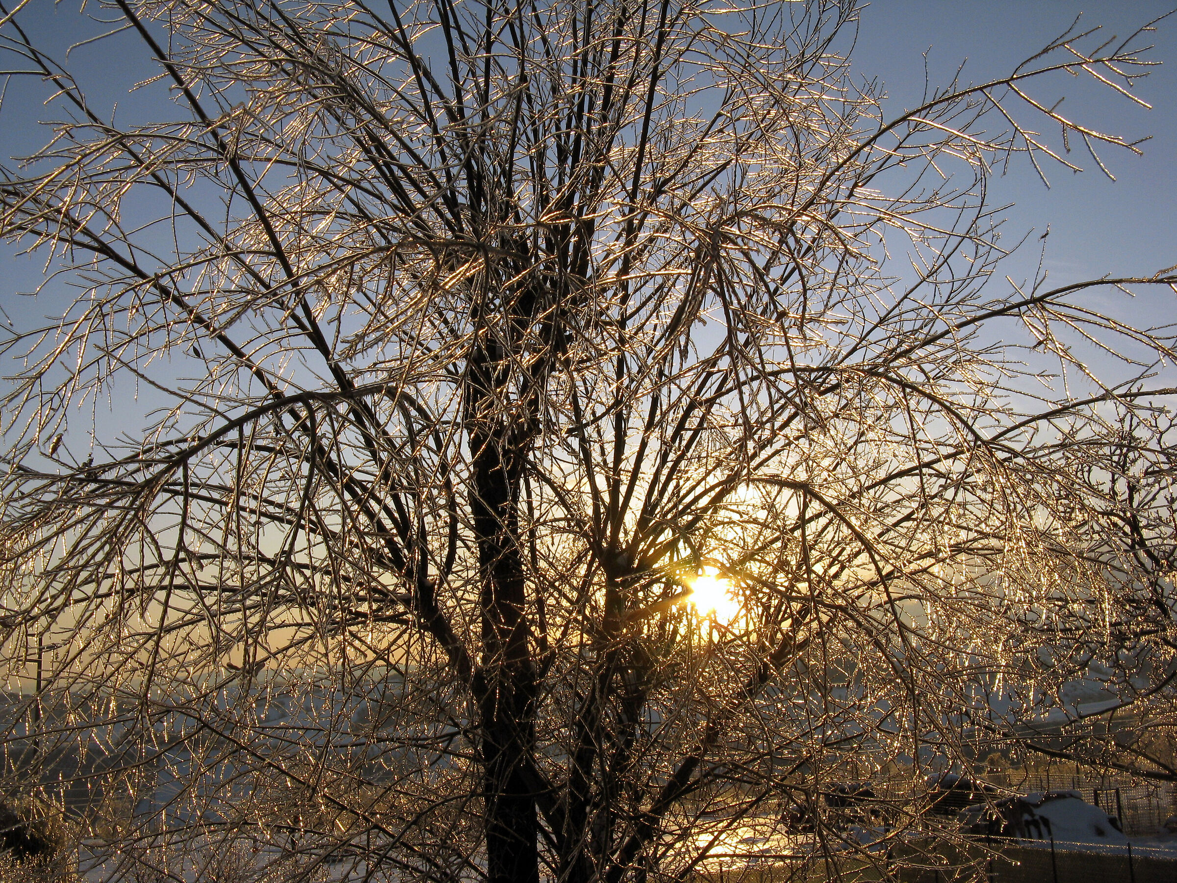 Sunrise with frozen tree