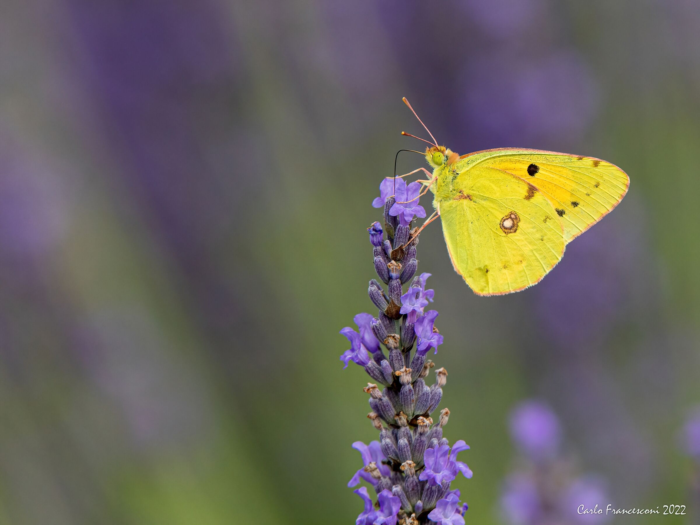 Lavanda e farfalle