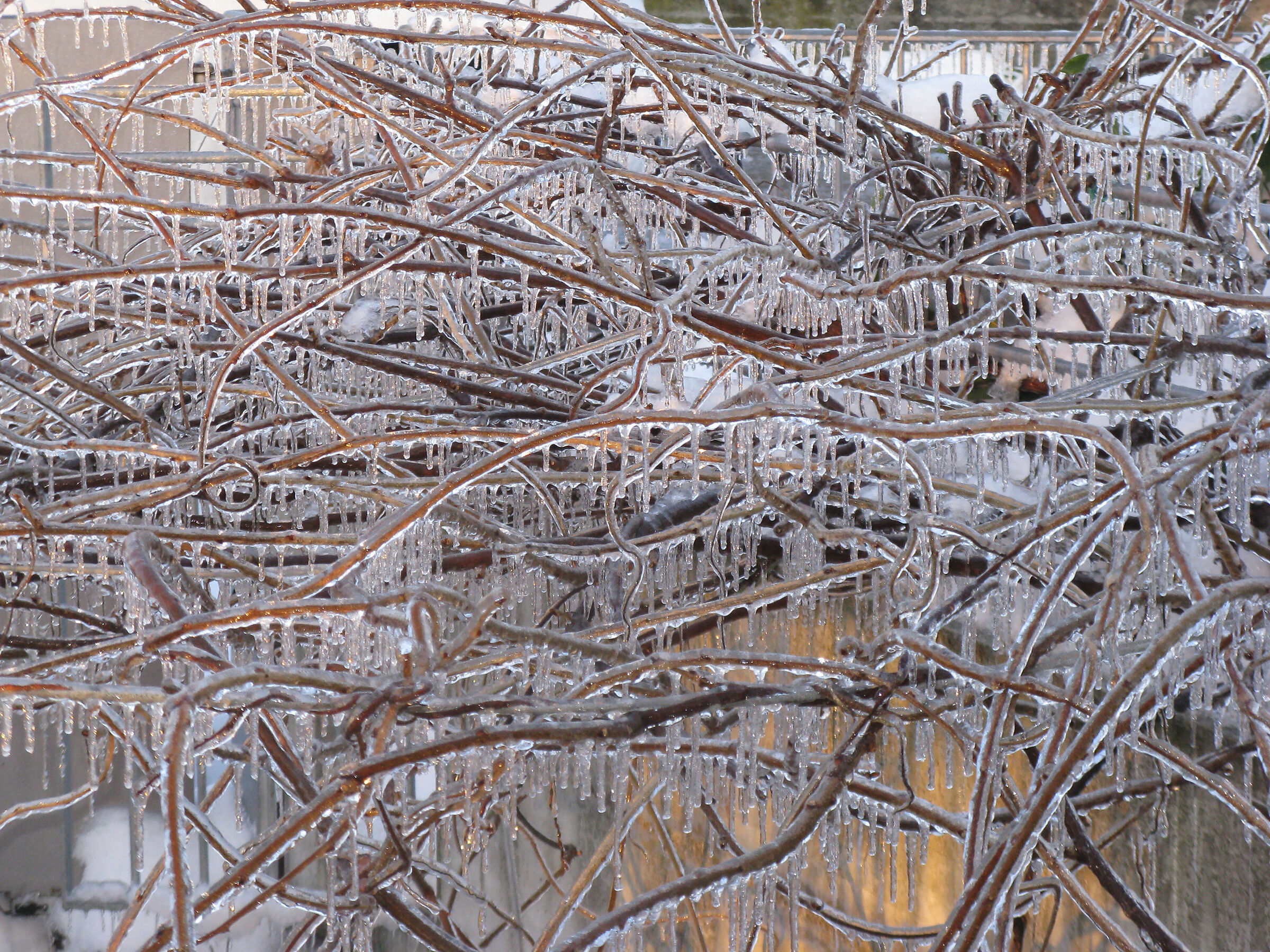 Siepe di glicine coperto di ghiaccio.
