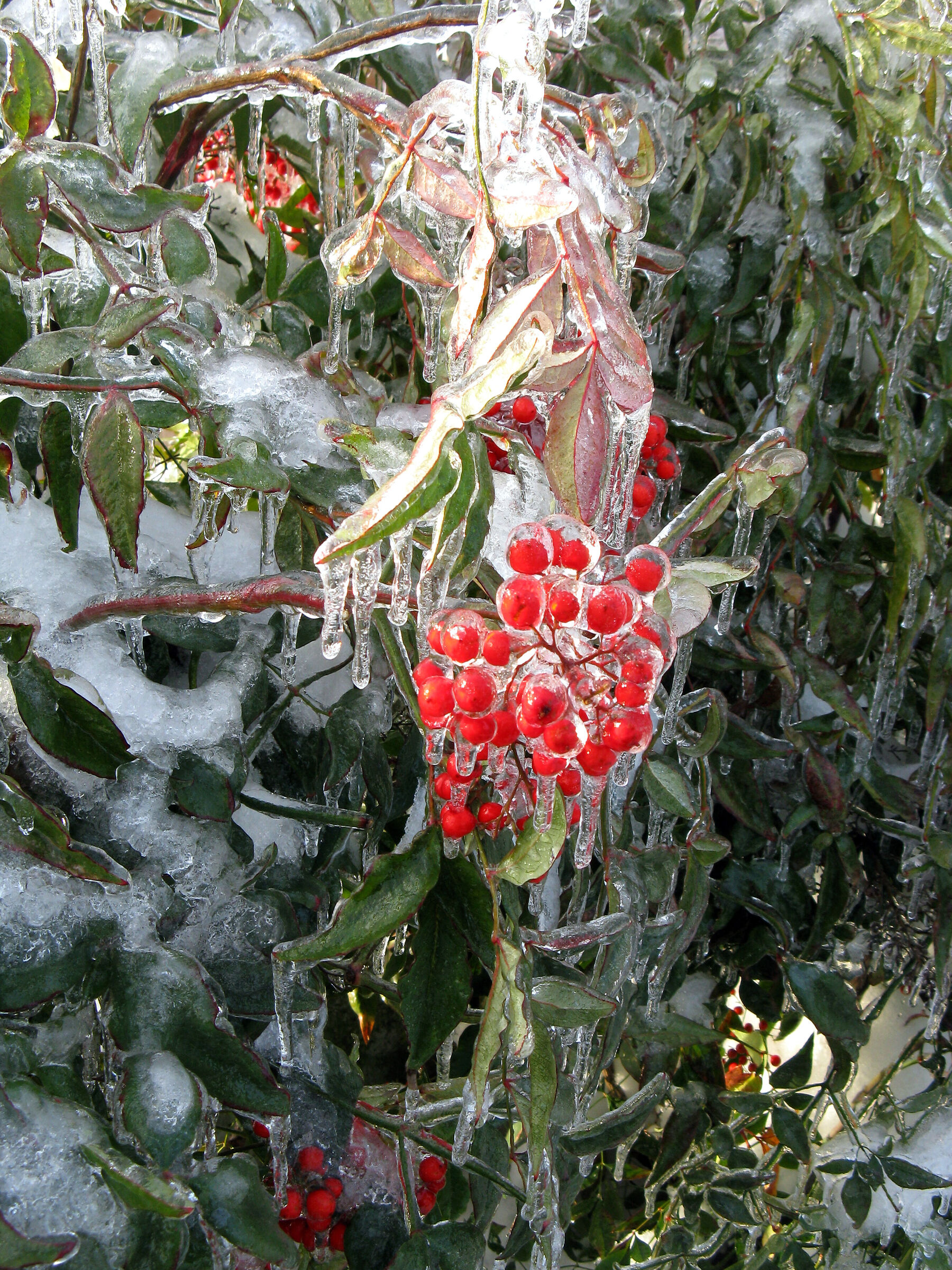 Cocktail di fantasia