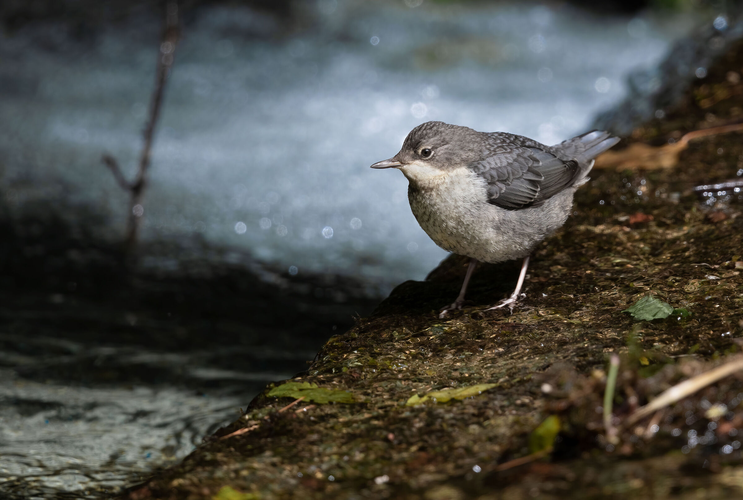 Blackbird (curious young man)