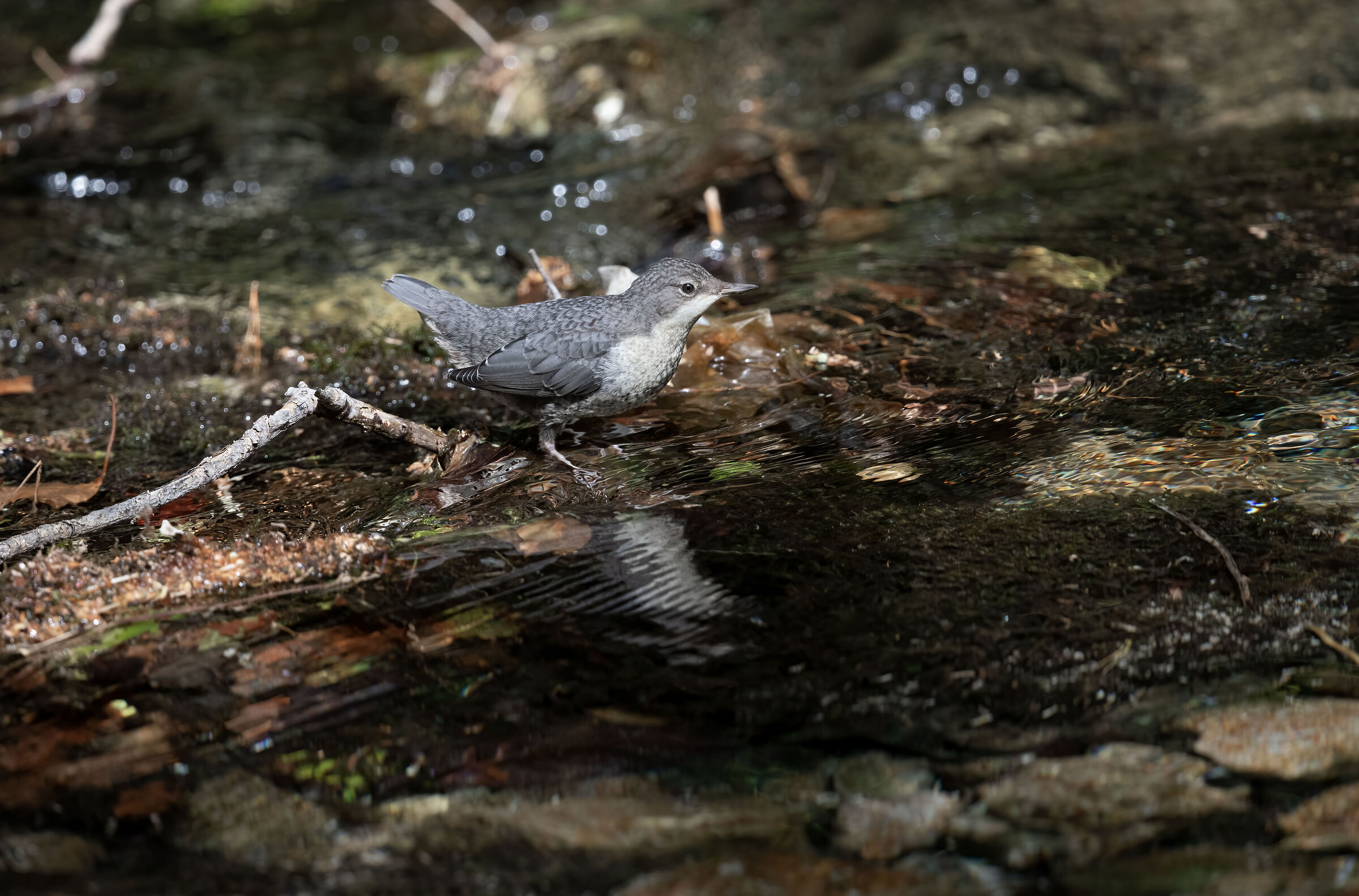 White-throated dipper