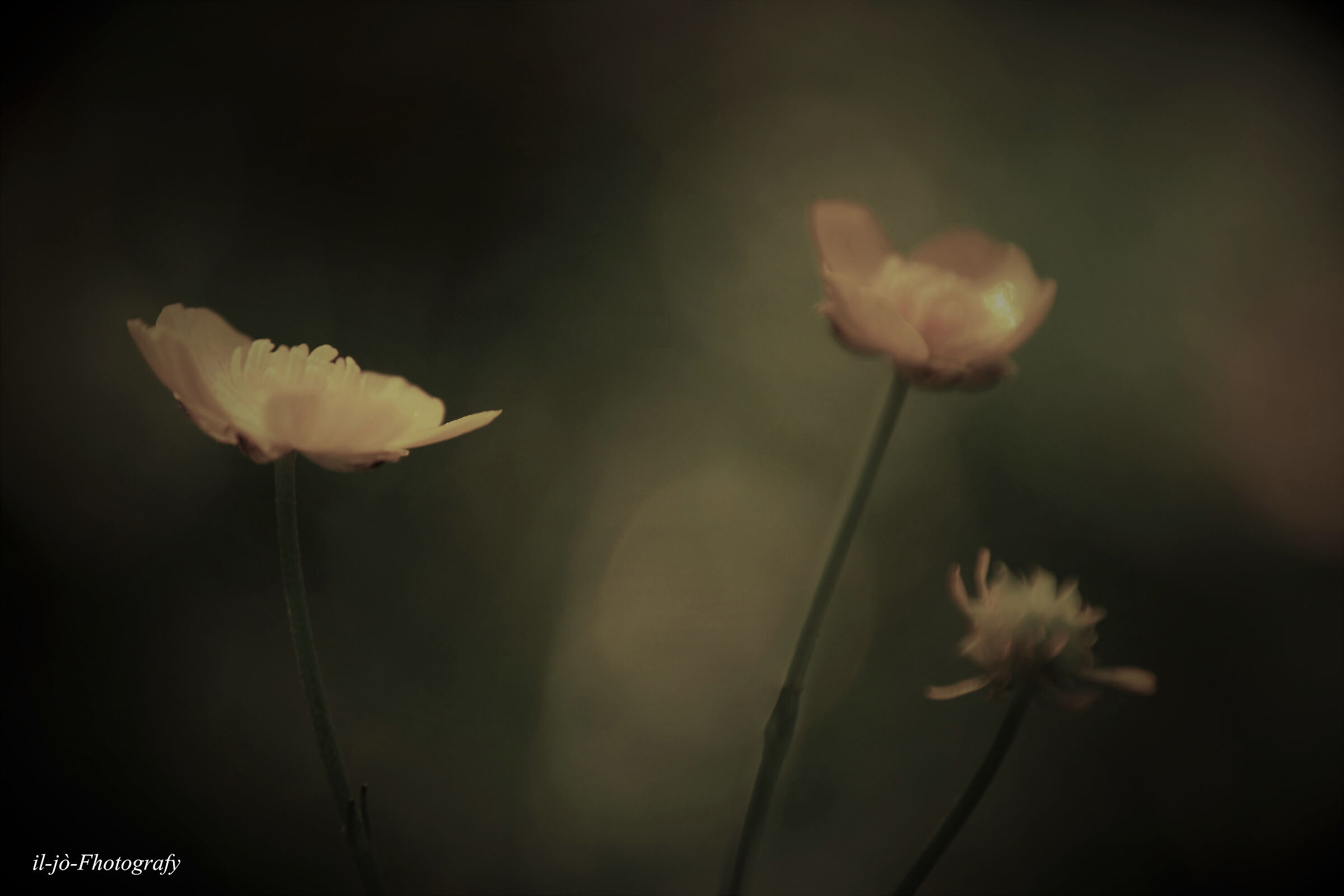 Untitled Photo