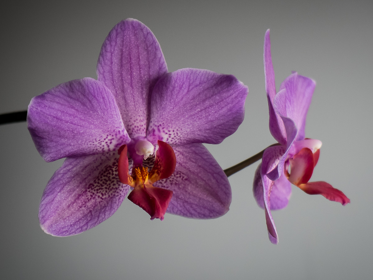 Orchids