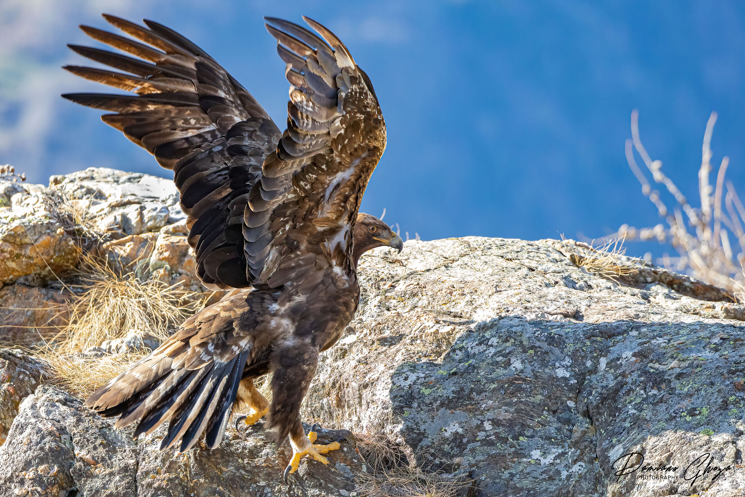 Aquila reale
