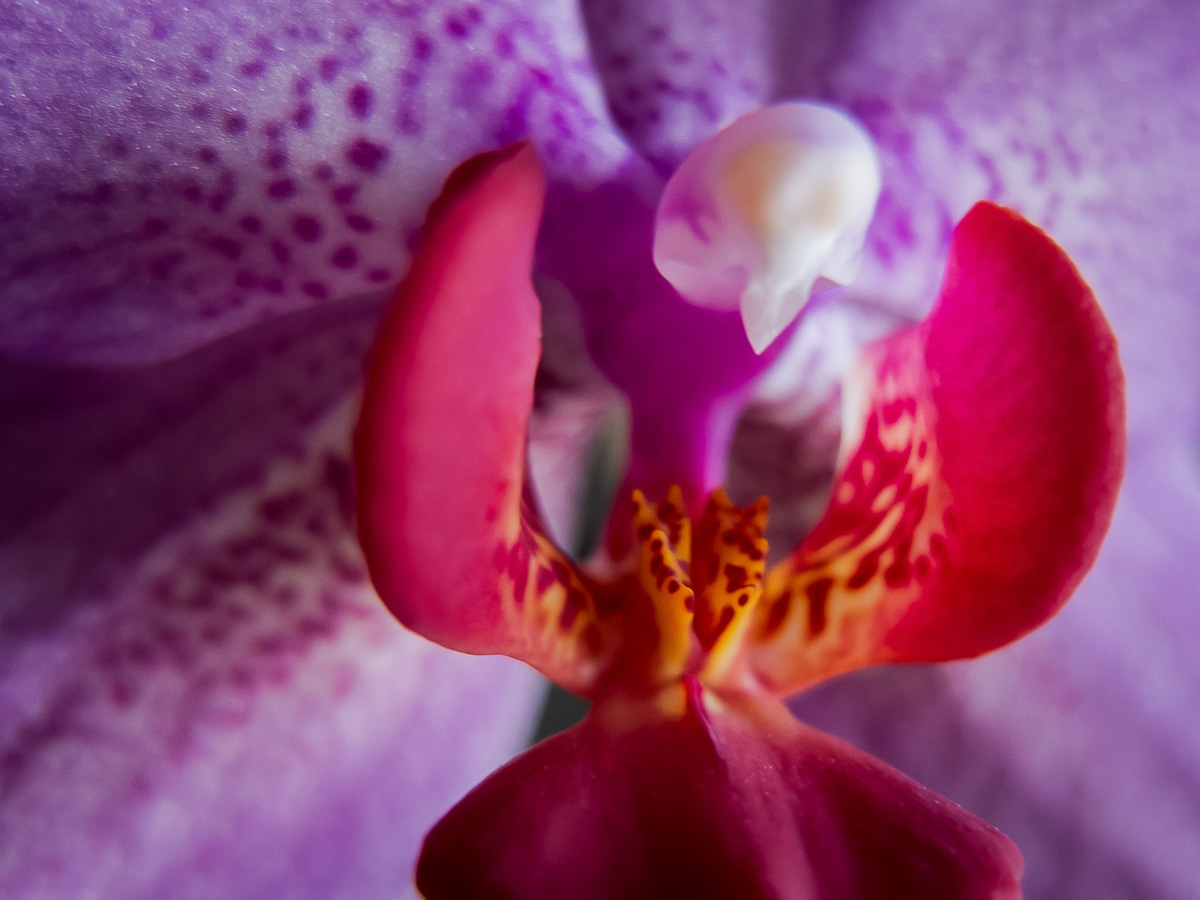 Orchids 2