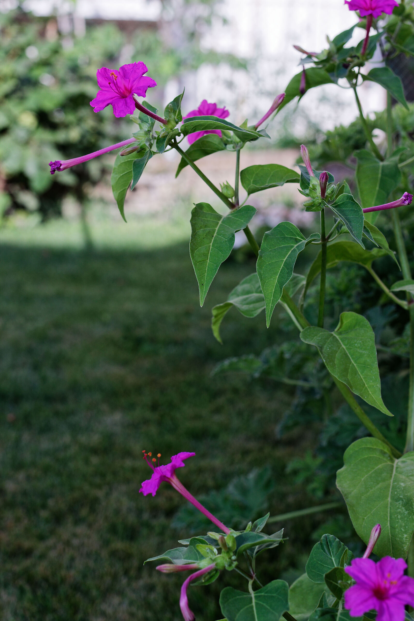 Mirabilis Jalapa
