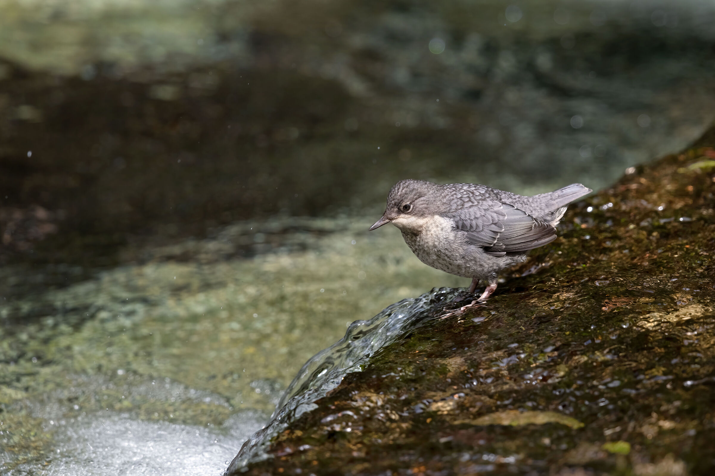 White-throated dipper... what do I do, do I throw myself?