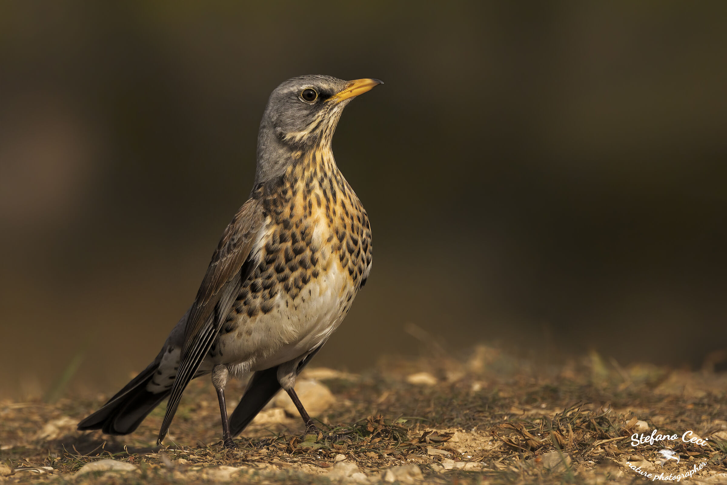 Fieldfare