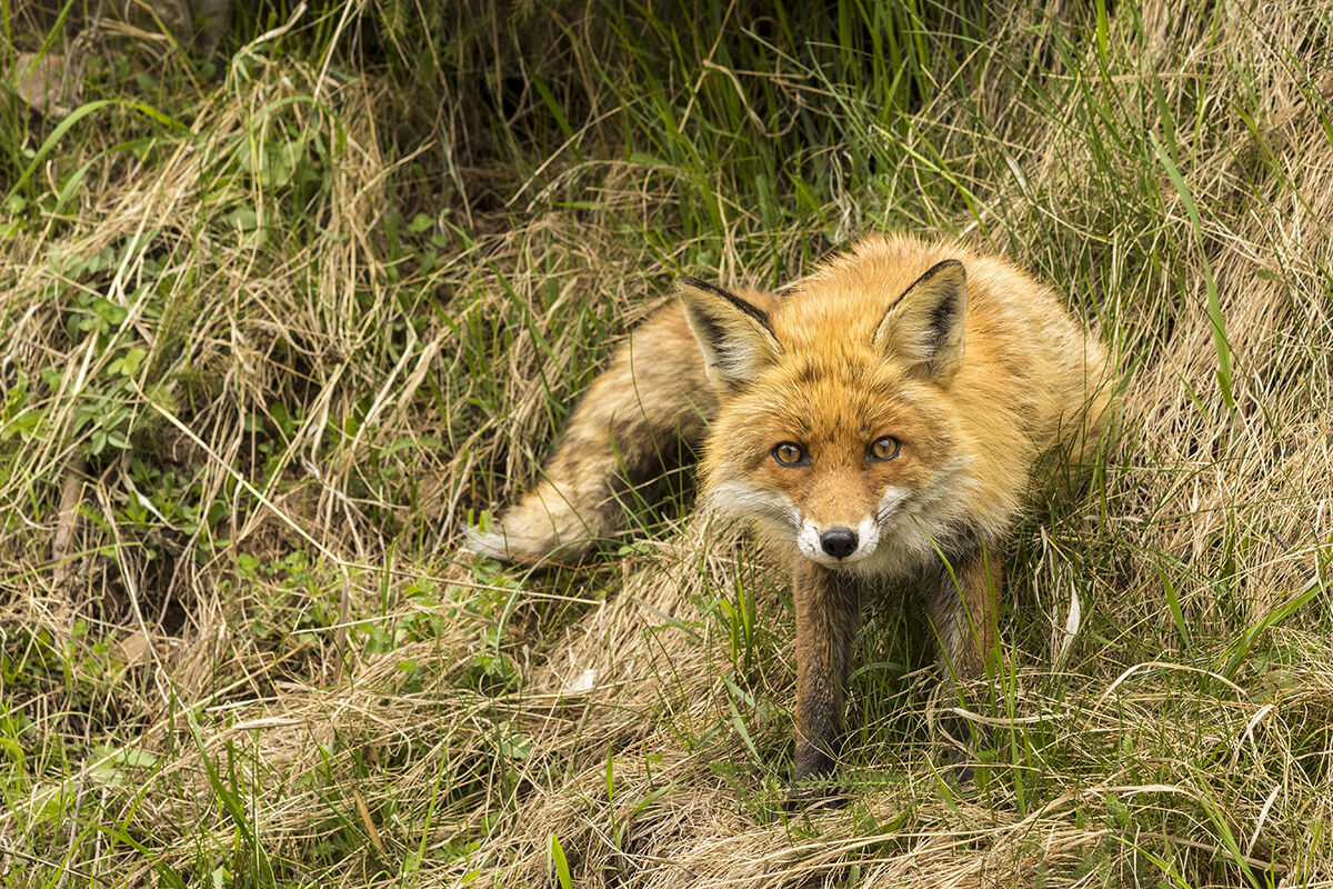 close encounter with the fox