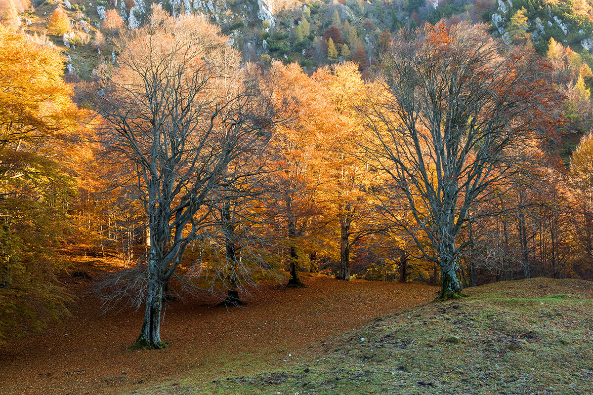 light in the beech forest