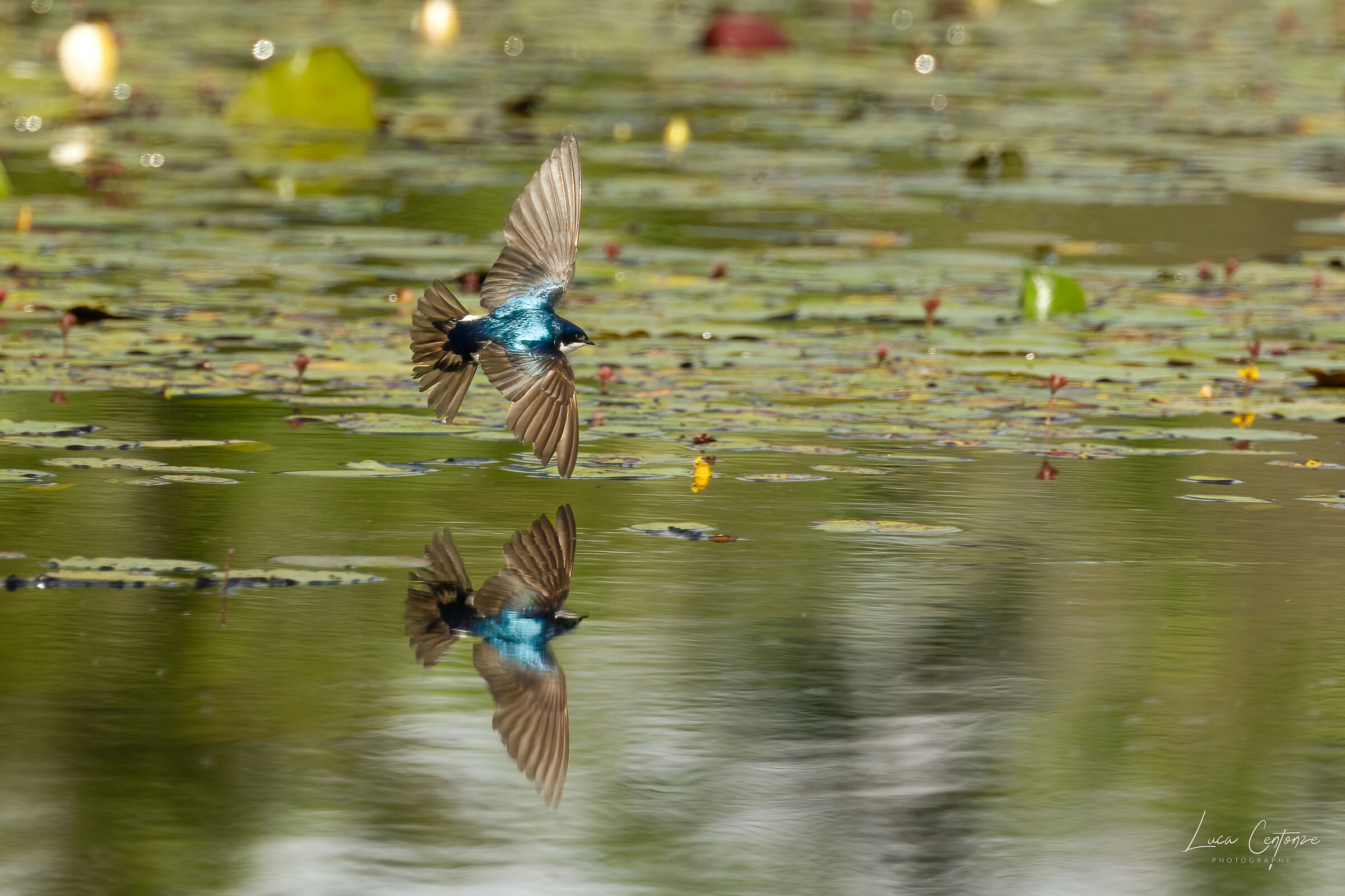 Tree Swallow (Tachycineta bicolor)