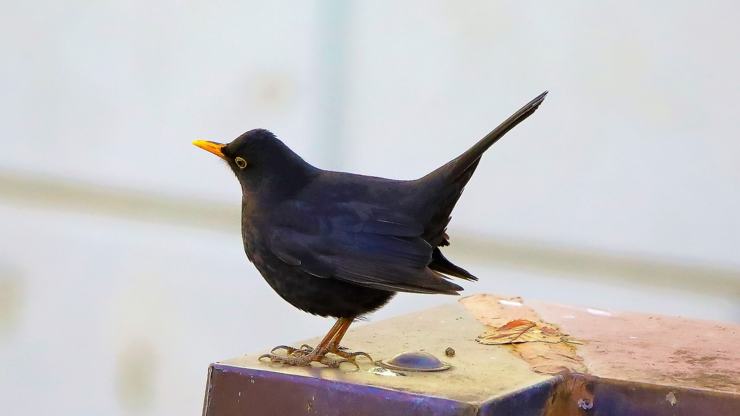 merlo 05 gen 2022 -- 005