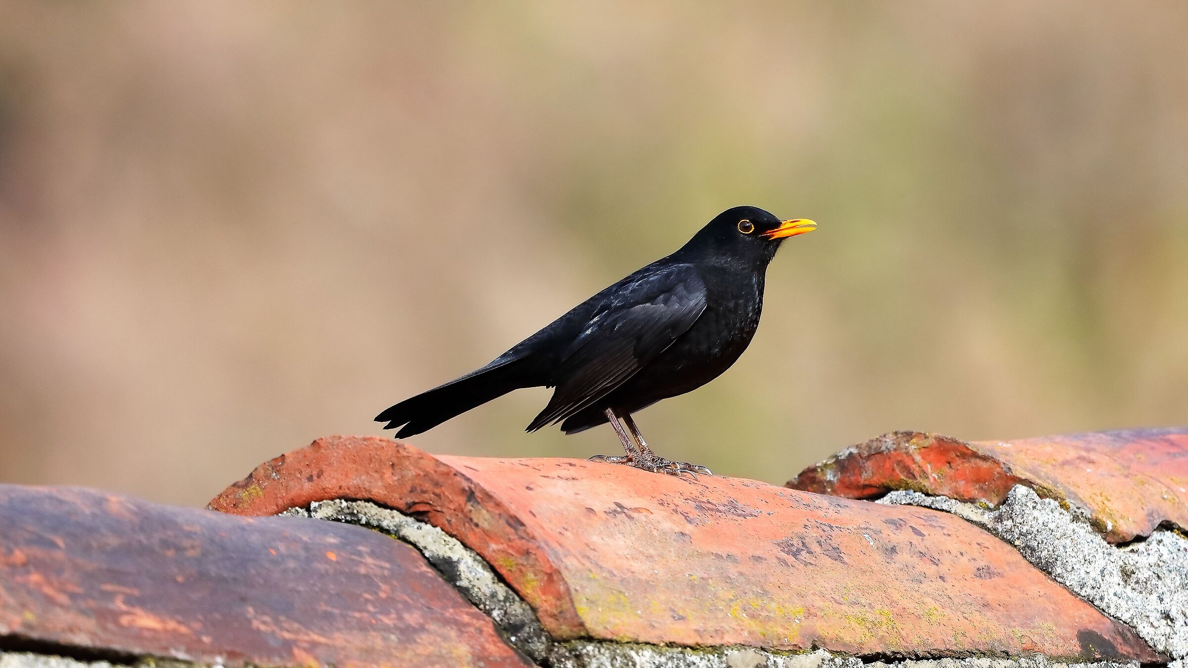 Merlo 06 gen 2022 -- 006