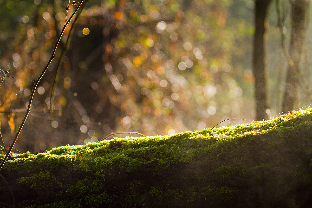 Il risveglio della natura