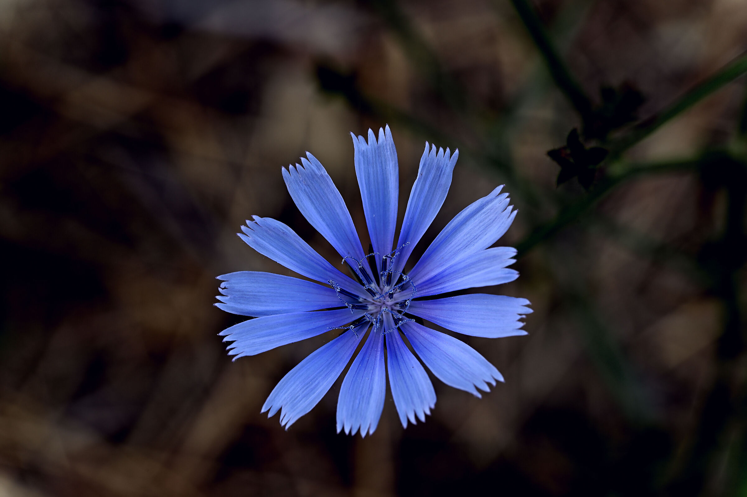 Chicory flower...