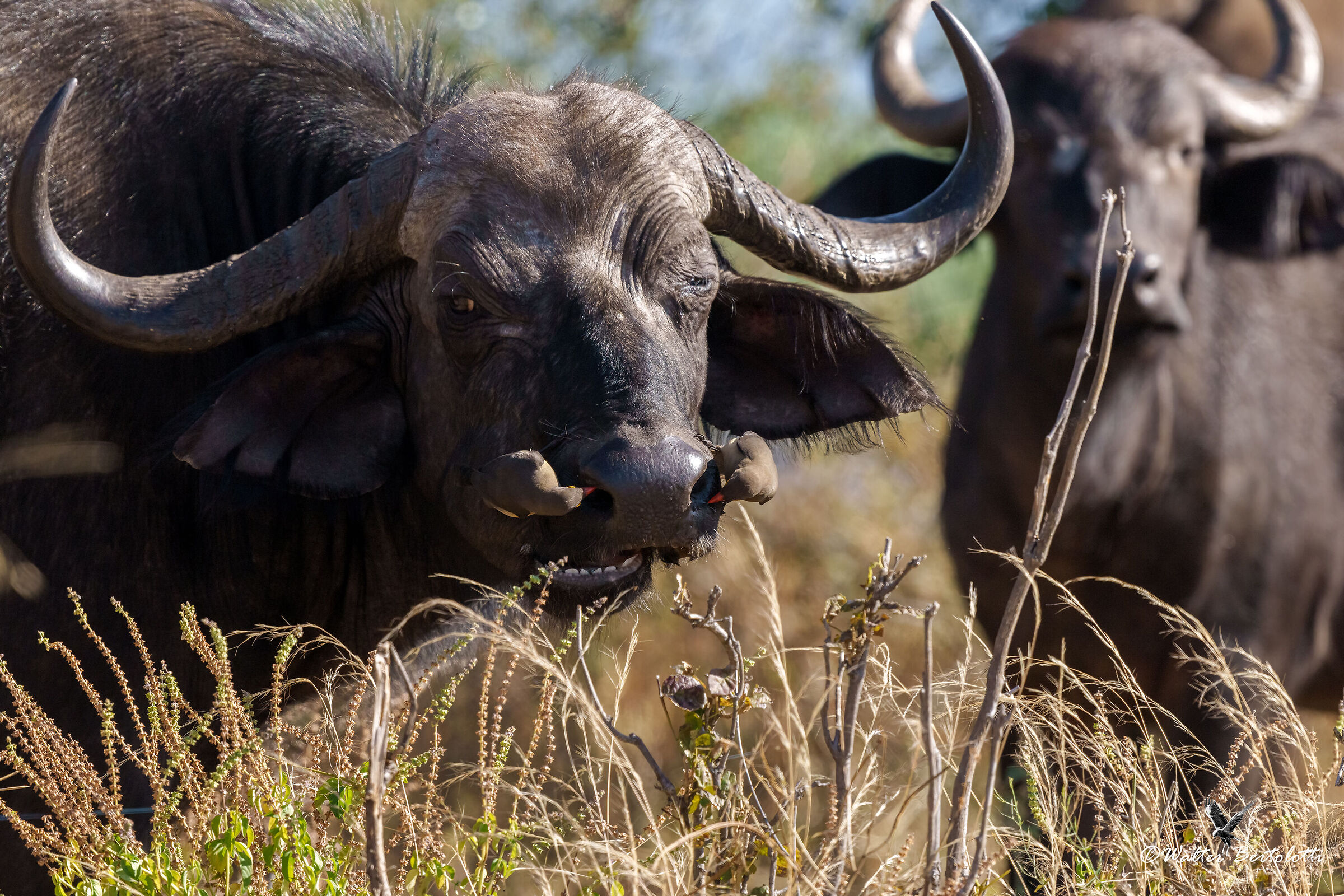 adesso ci pensiamo noi