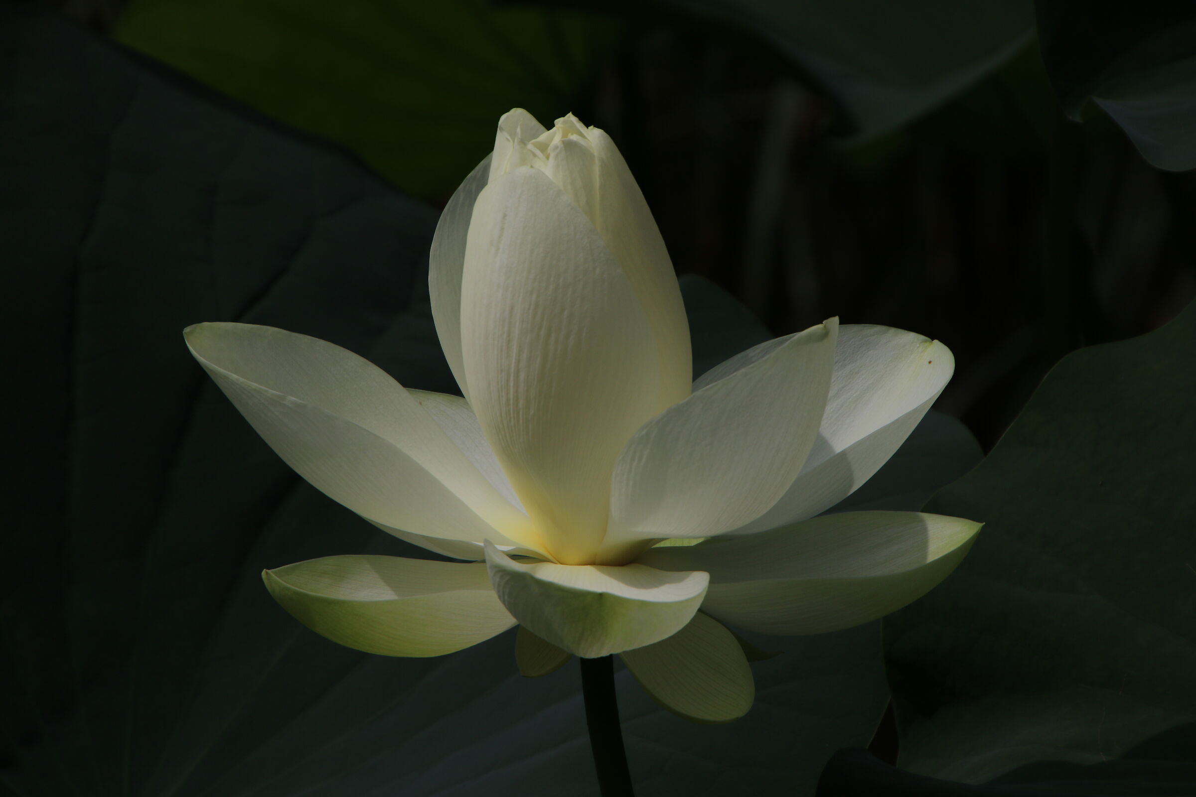 Sense of purity............