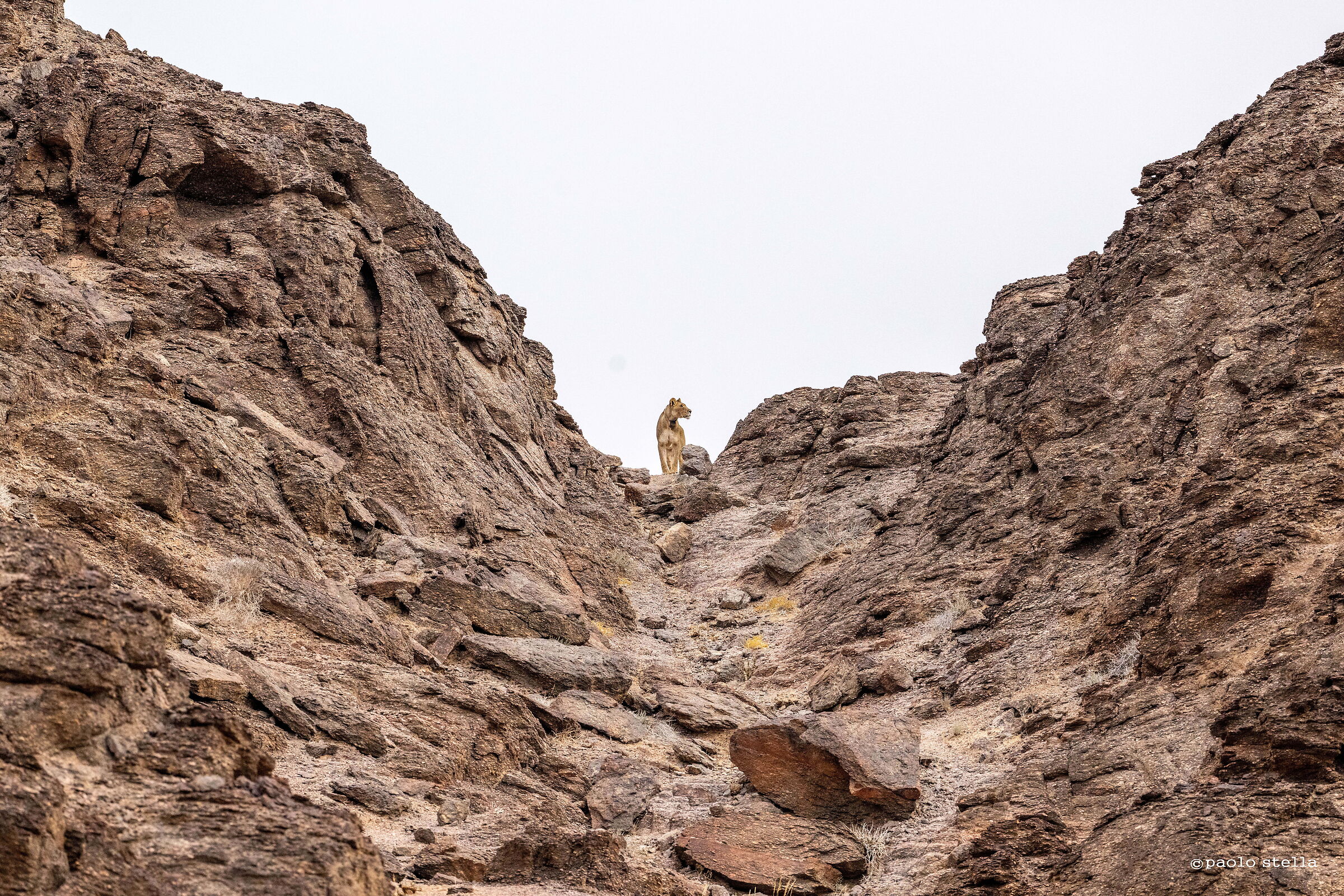 gli abitanti del deserto