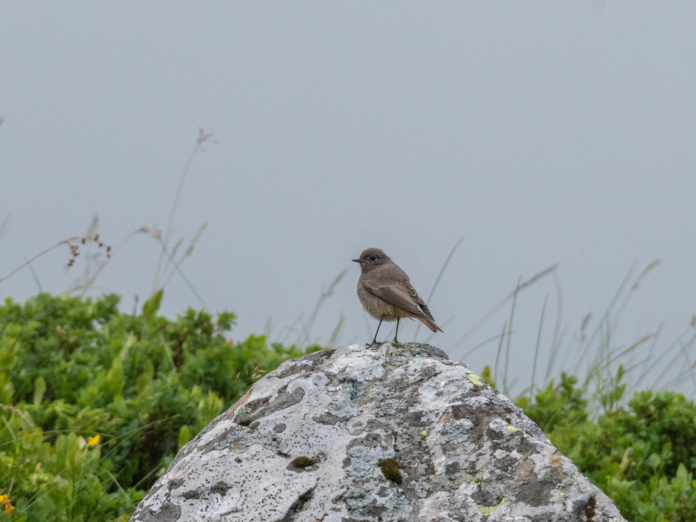 Codirosso Spazzacamino