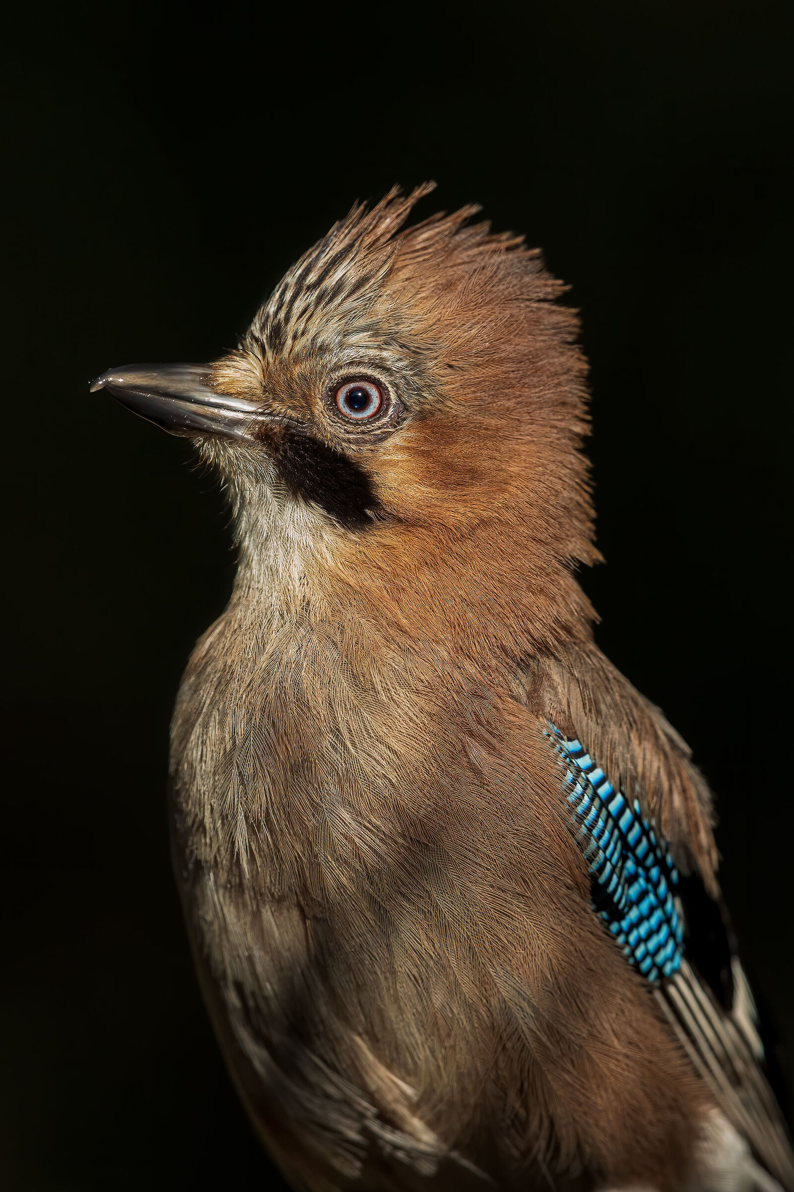 portrait of a Jay (Garrulus glandarius)
