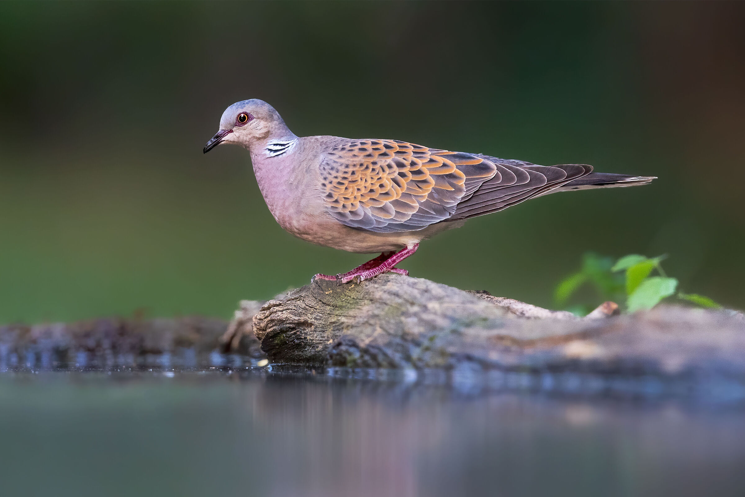 Turtle dove (Streptopelia turtur)
