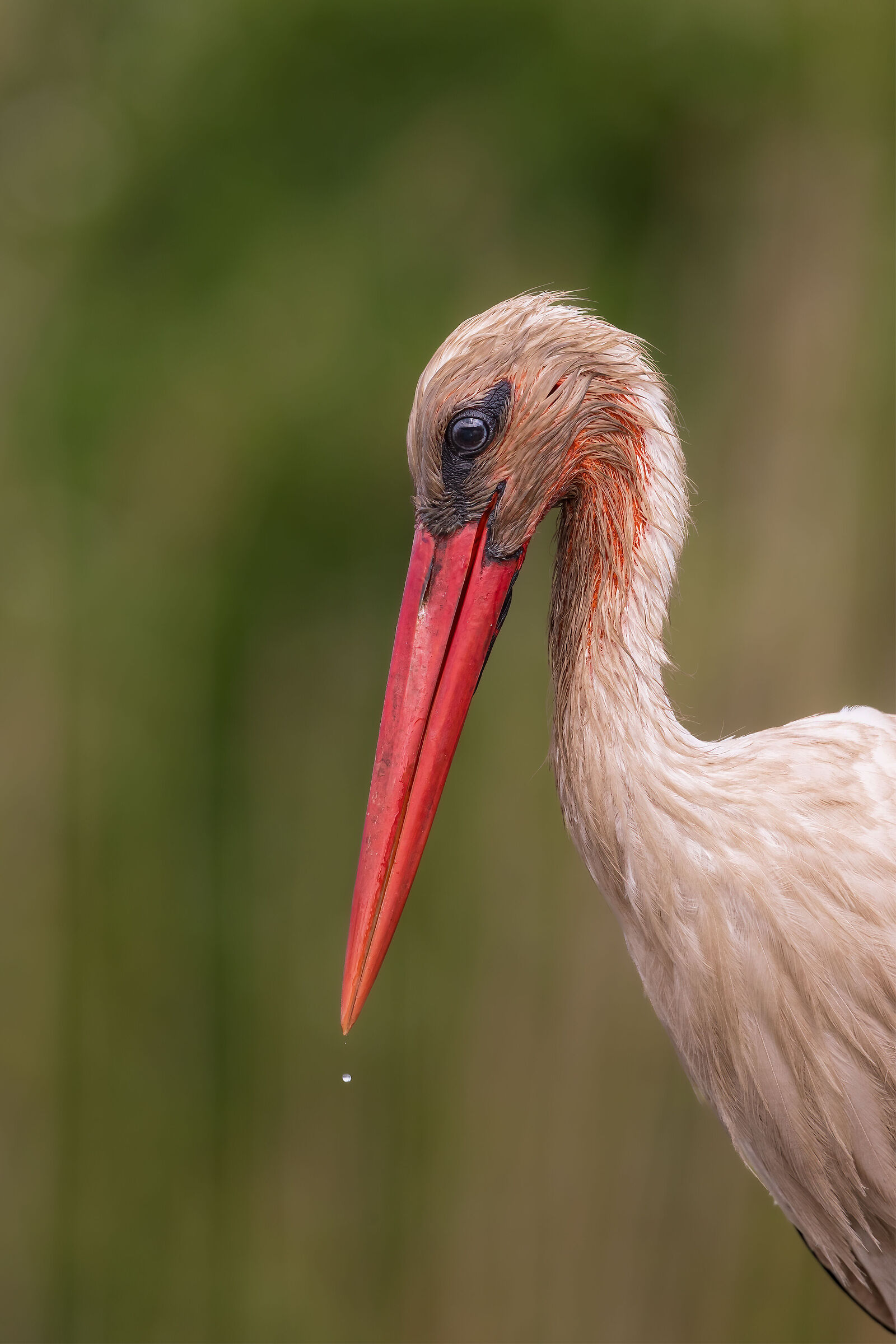 portrait of a white Stork( Ciconia ciconia)